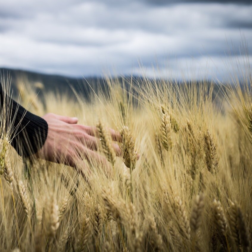 man hands in wheat square.jpeg
