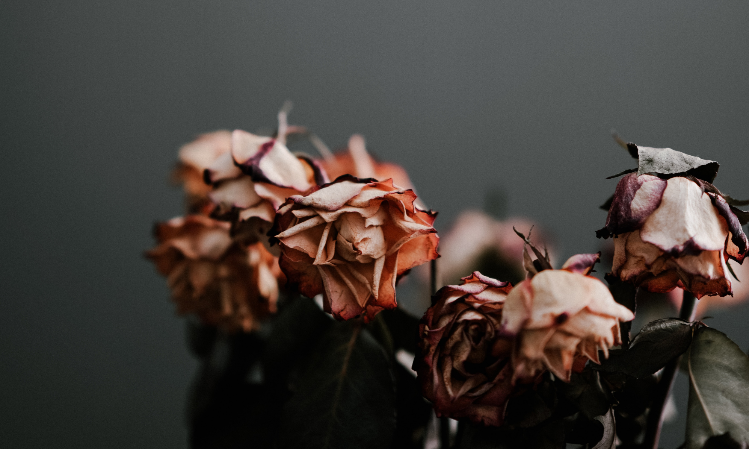 Lullabies for the Dying