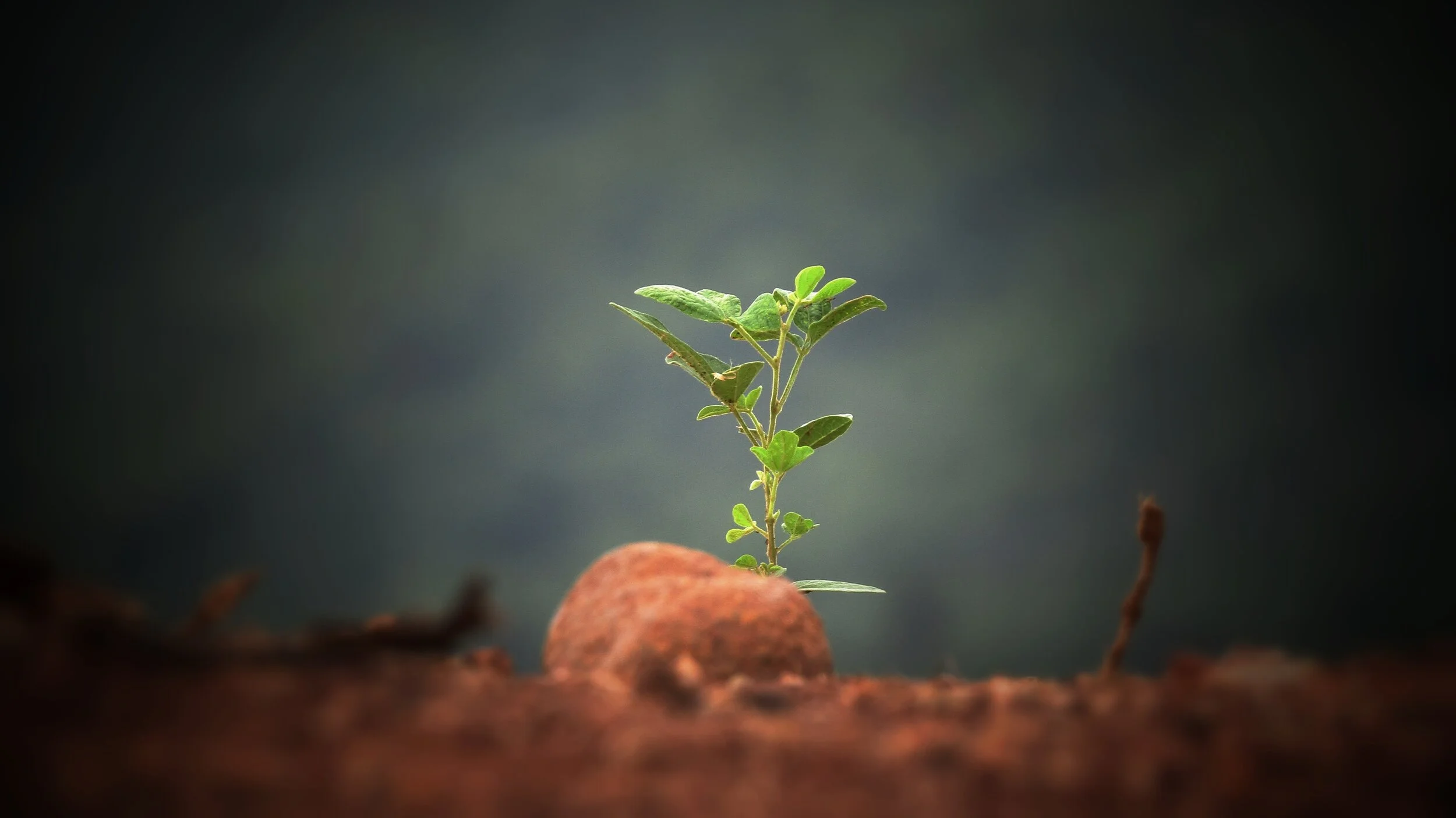 Our Potential for Growth