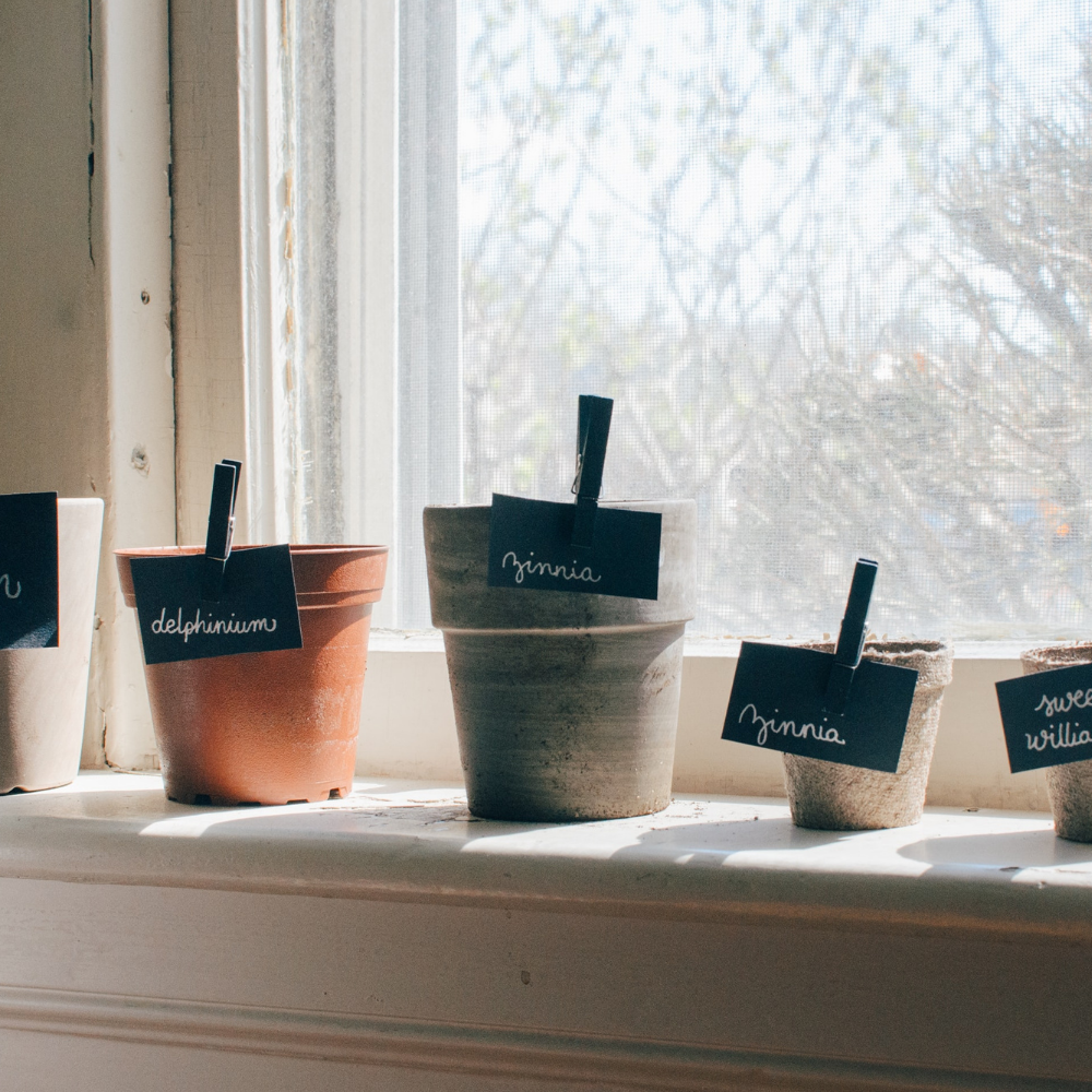 Four Seeds of Possibility