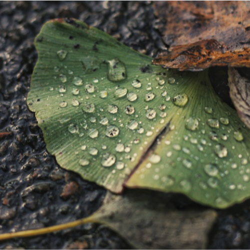 September Solitude