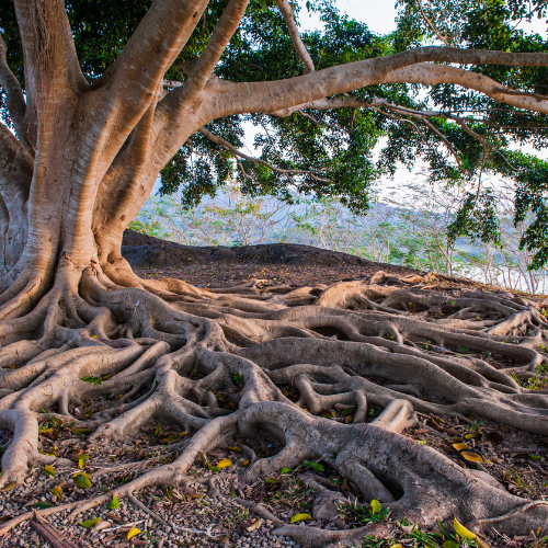 The Tenacity of Trees