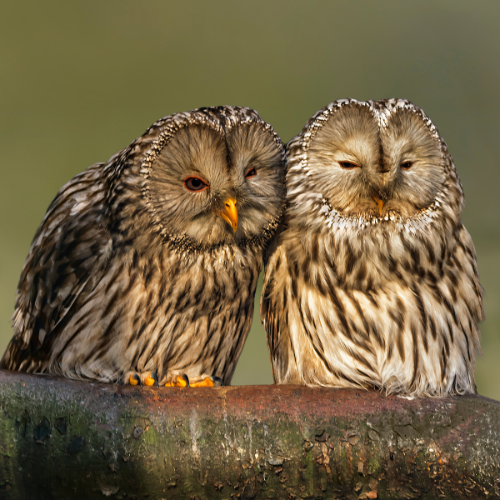 Couples Aging With Wisdom and Love