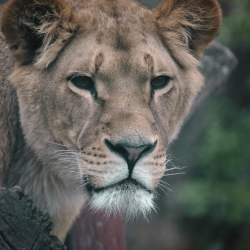 The Lioness In Winter
