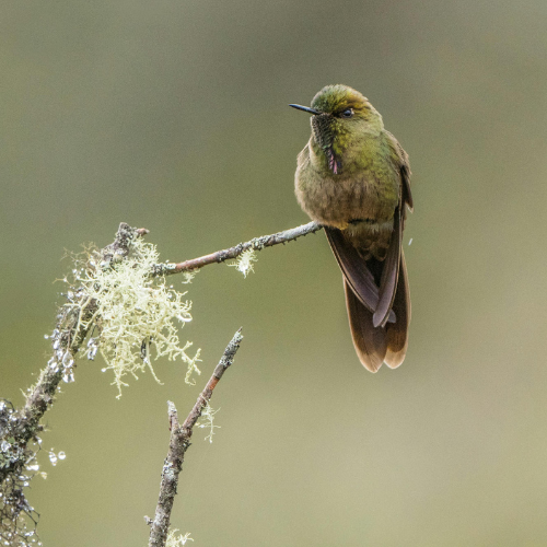 Hope is the thing with feathers