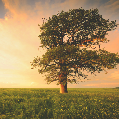 The gifts of solitude