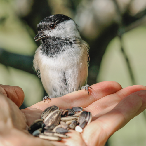 In defence of the crazy old bird lady