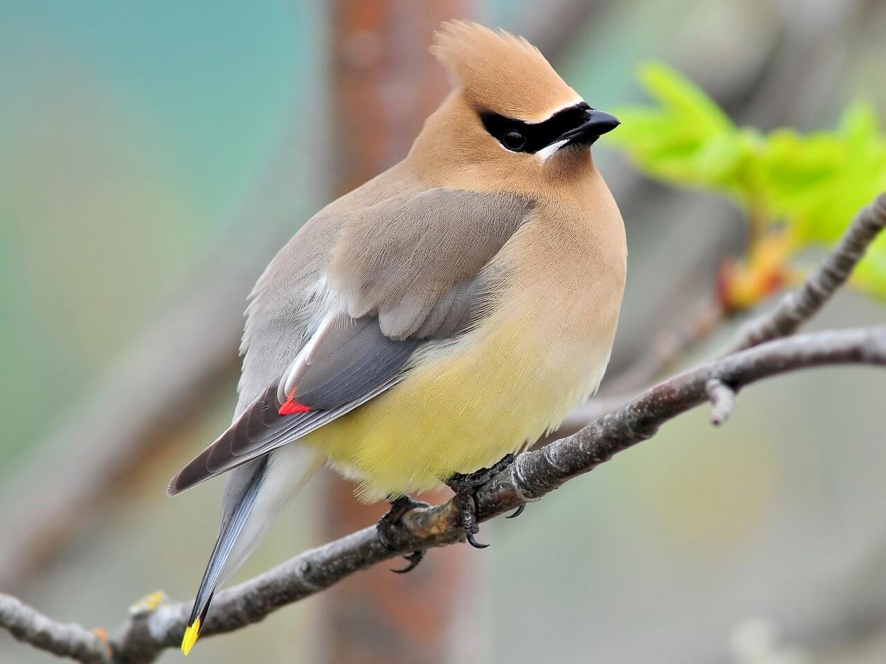 Cedar waxwing