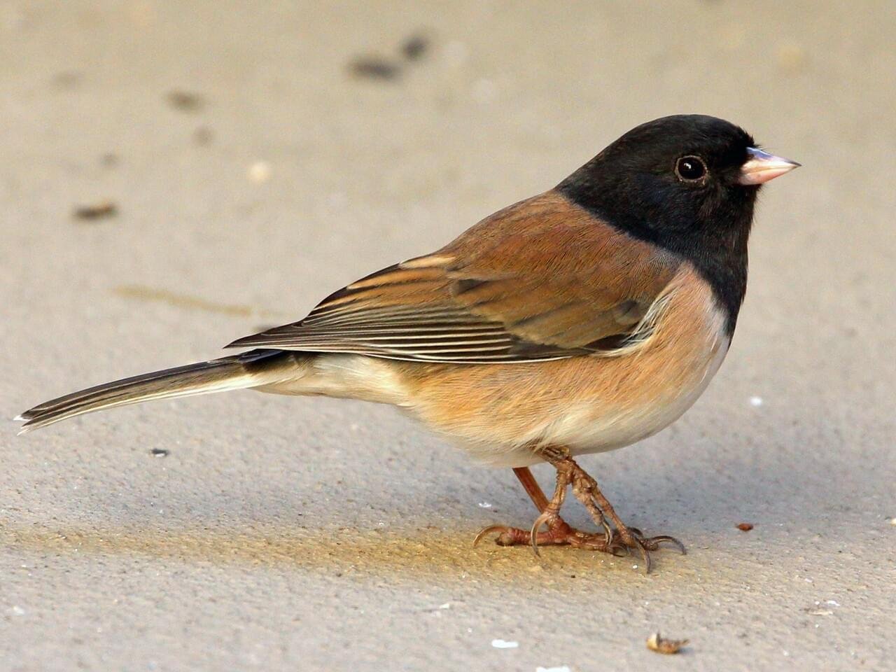 Dark-eyed junco