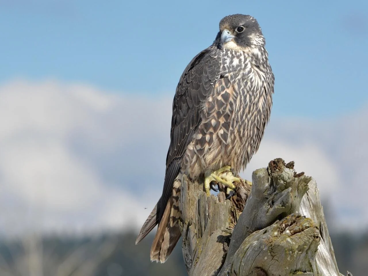 Peregrine falcon