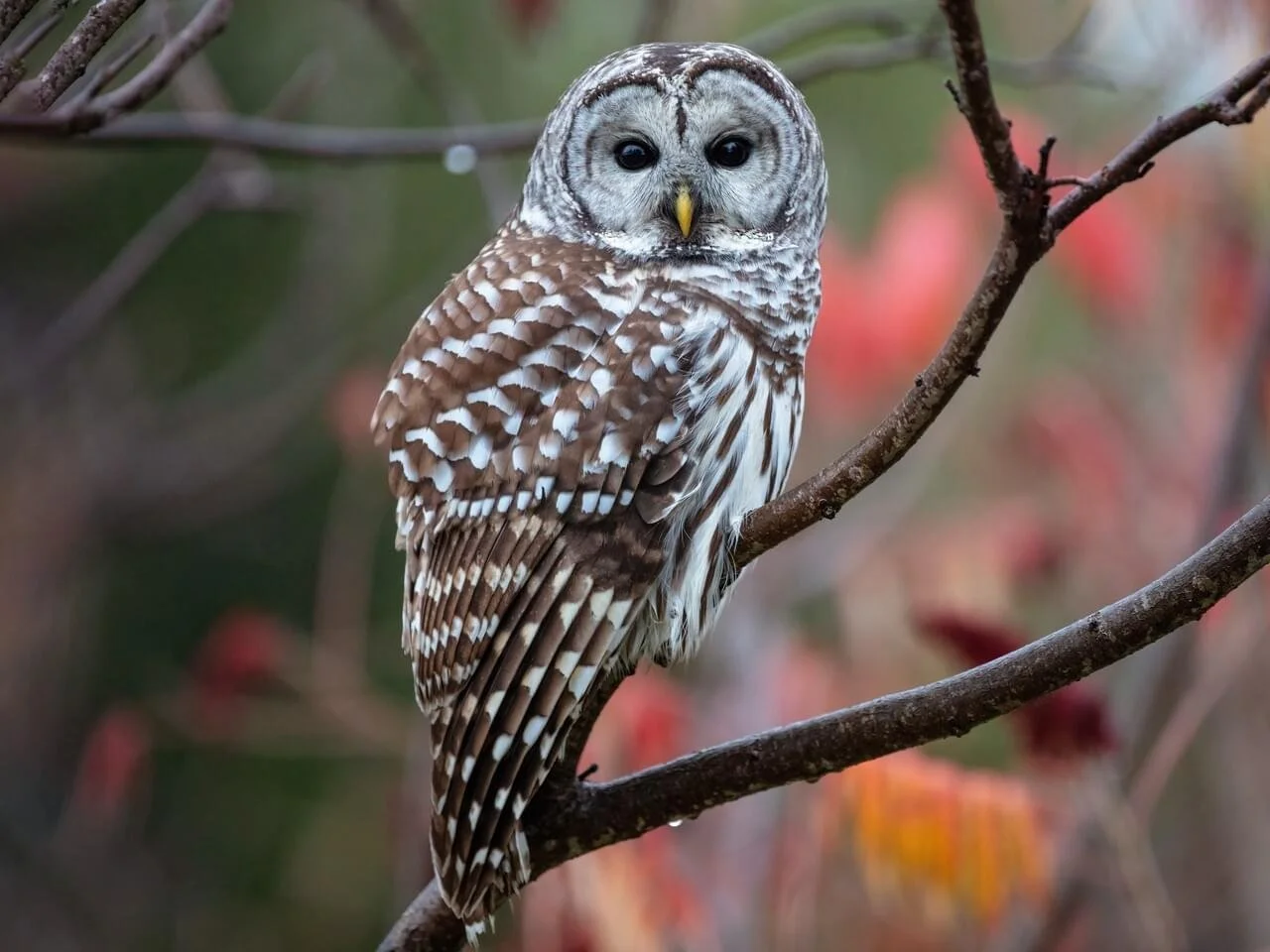 Barred owl