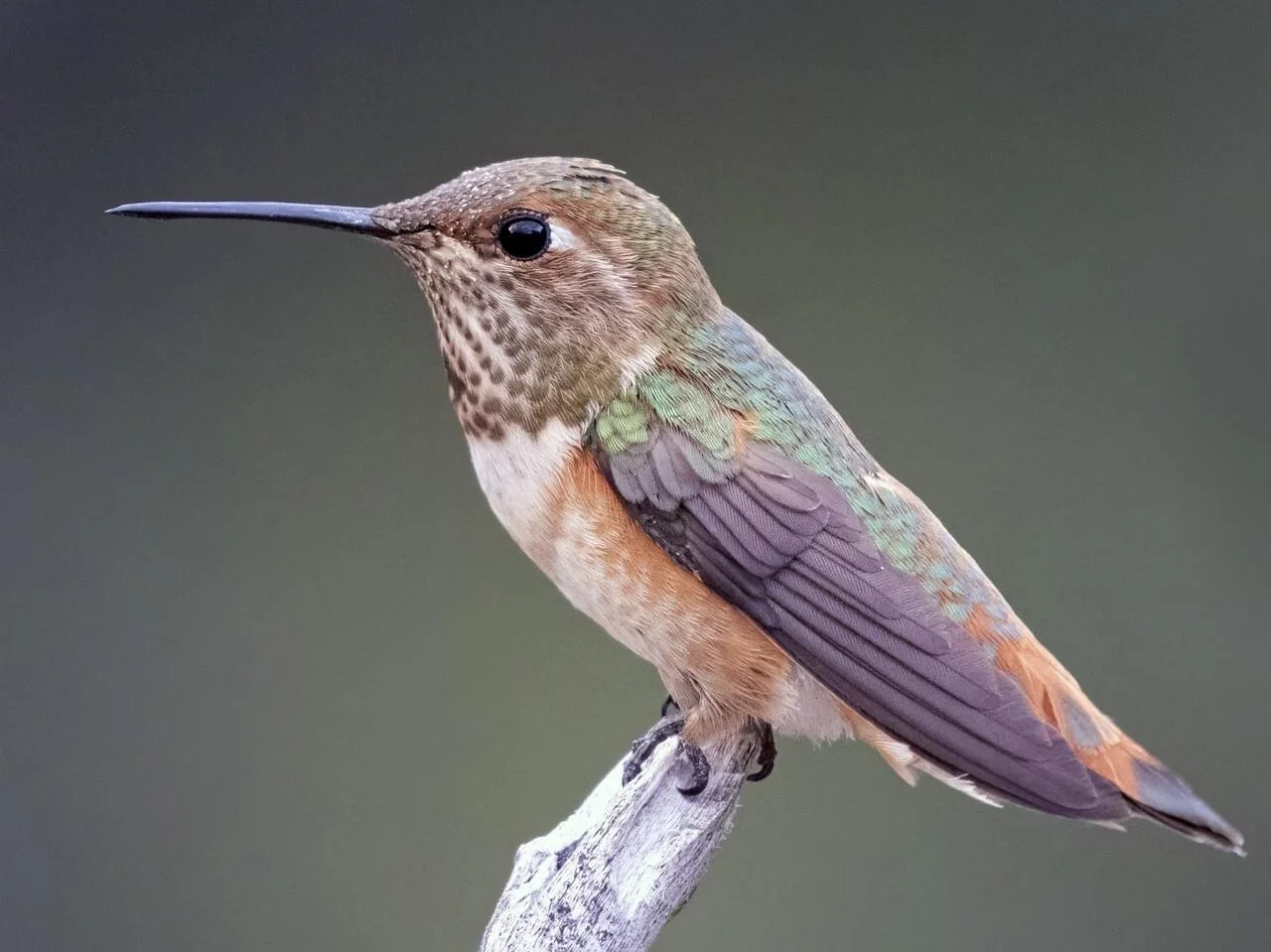 Rufous hummingbird