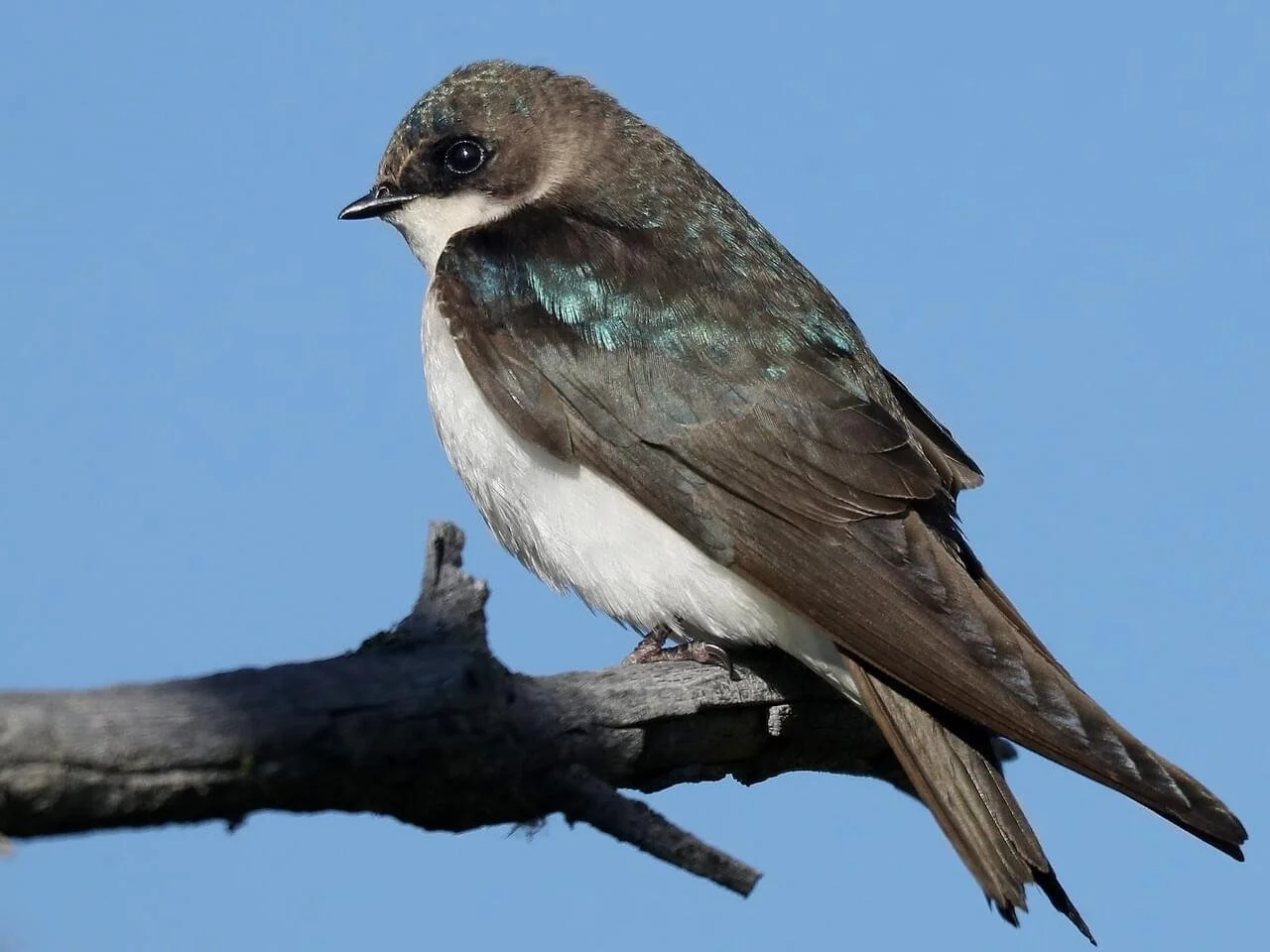 Tree swallow