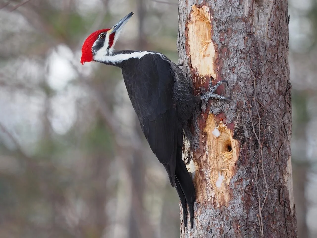 Pileated woodpecker
