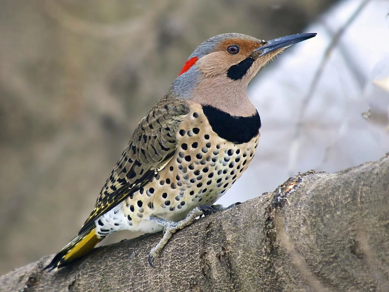 Northern flicker