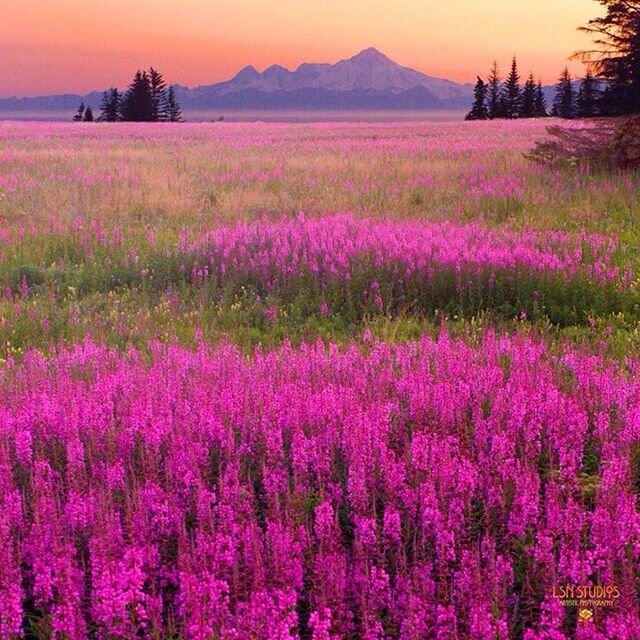Is there anything more beautiful than fireweed in bloom? #anchorpoint