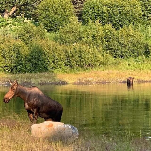 Moose swimming in one of the many ponds that used to be a gravel pit. Pretty cool reclamation!