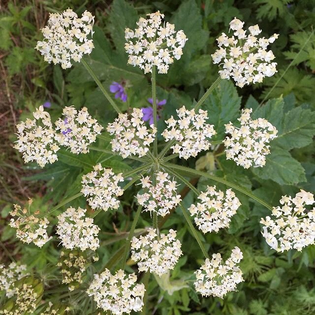 Pushki- our biggest wild flower! How many of you have had Pushki fights?