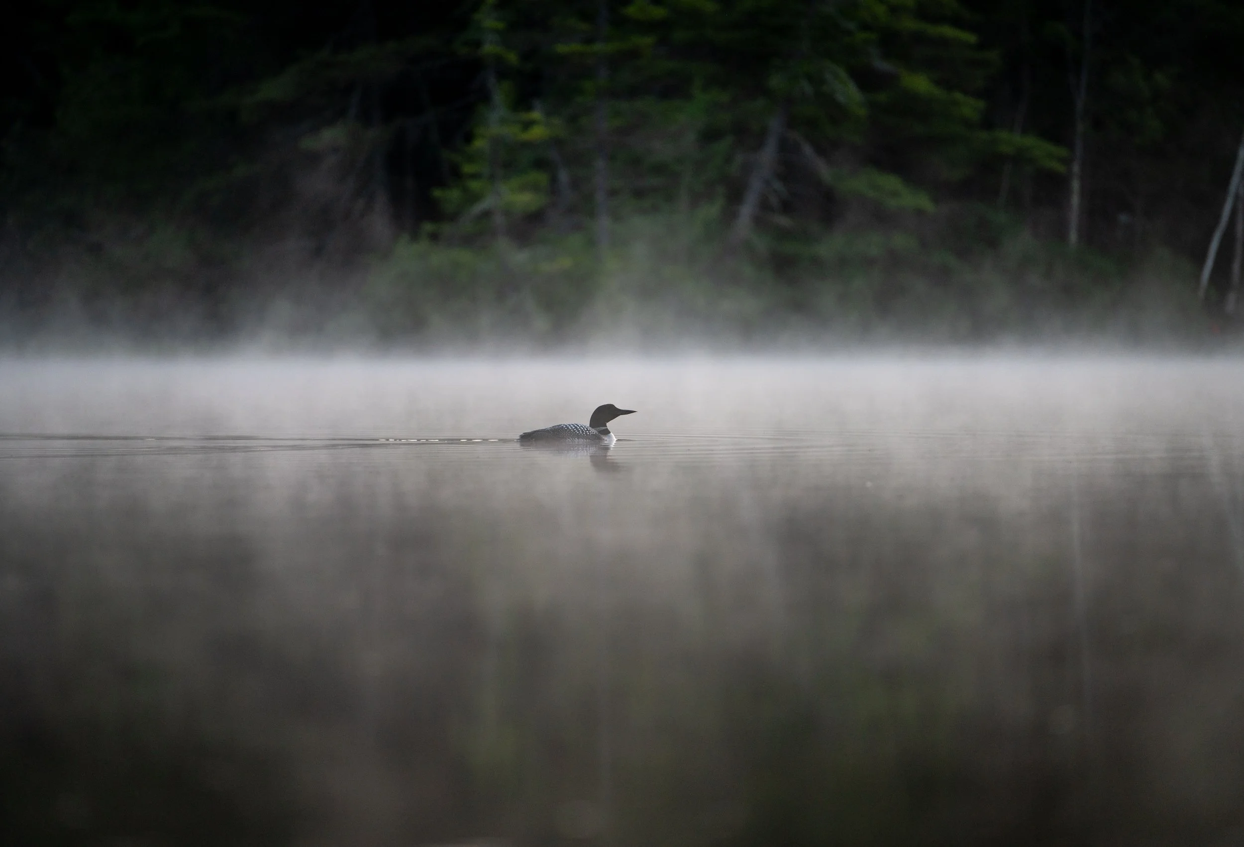 A loon swimming on a misty lake with trees in the background.