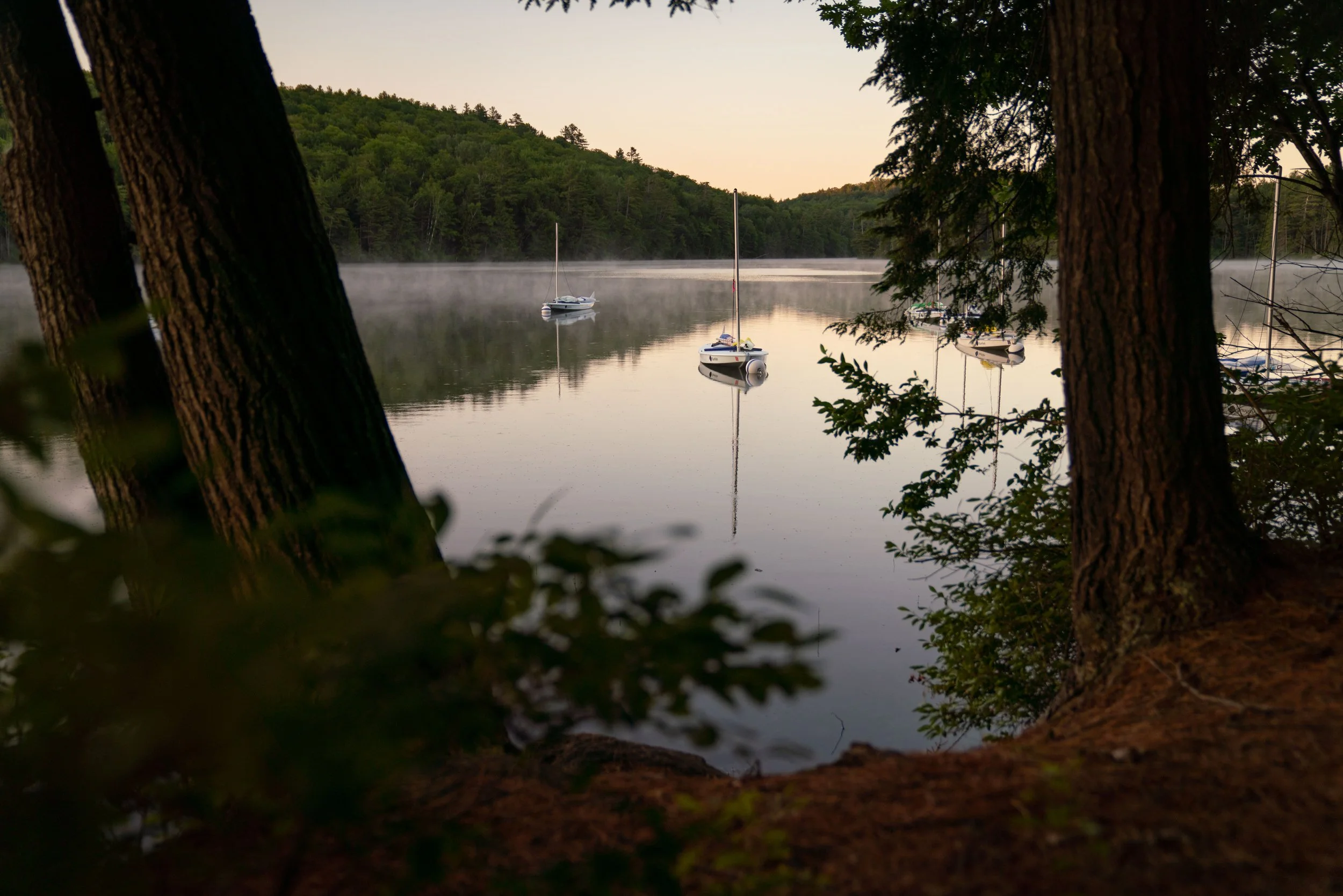 Sailboats anchored on a calm lake during dawn, viewed through trees with mist over the water.