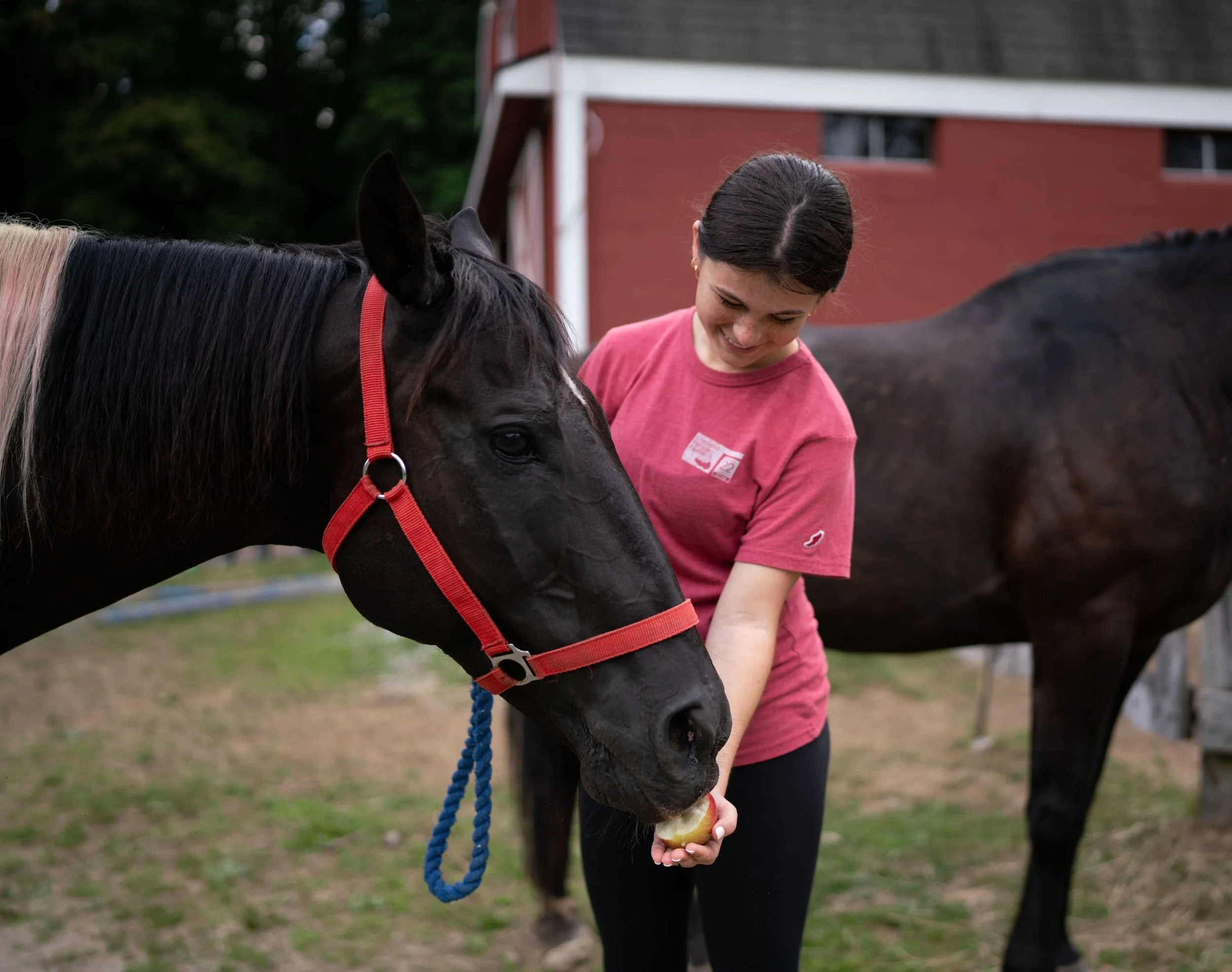 A woman in a pink shirt feeding a black horse with a red halter outdoors near a barn.