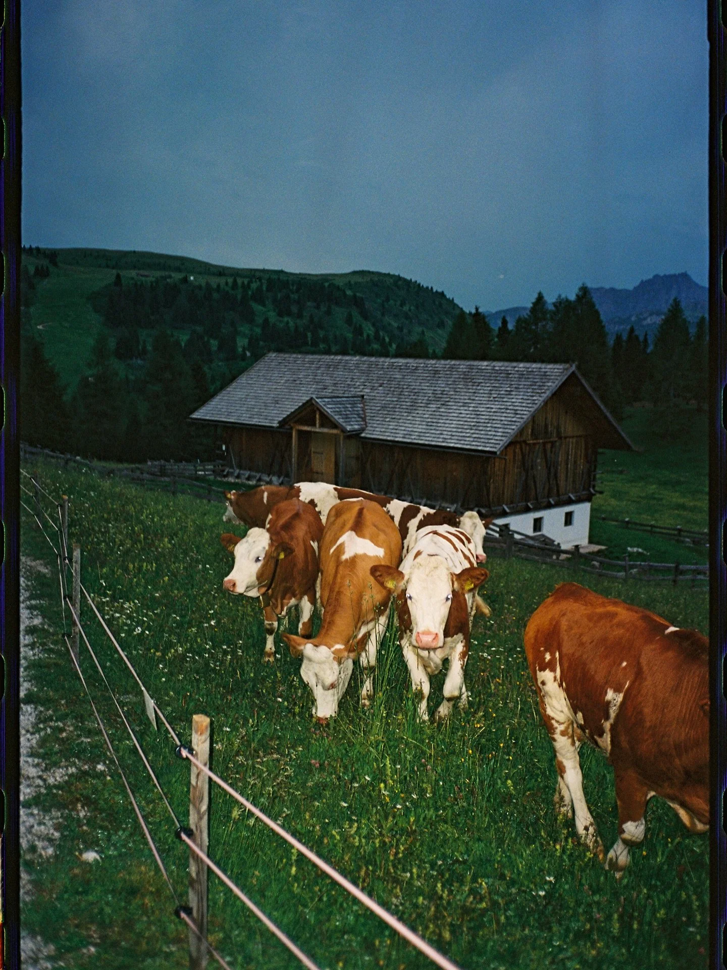 Sunbaked film from the Dolomites this summer ☀️