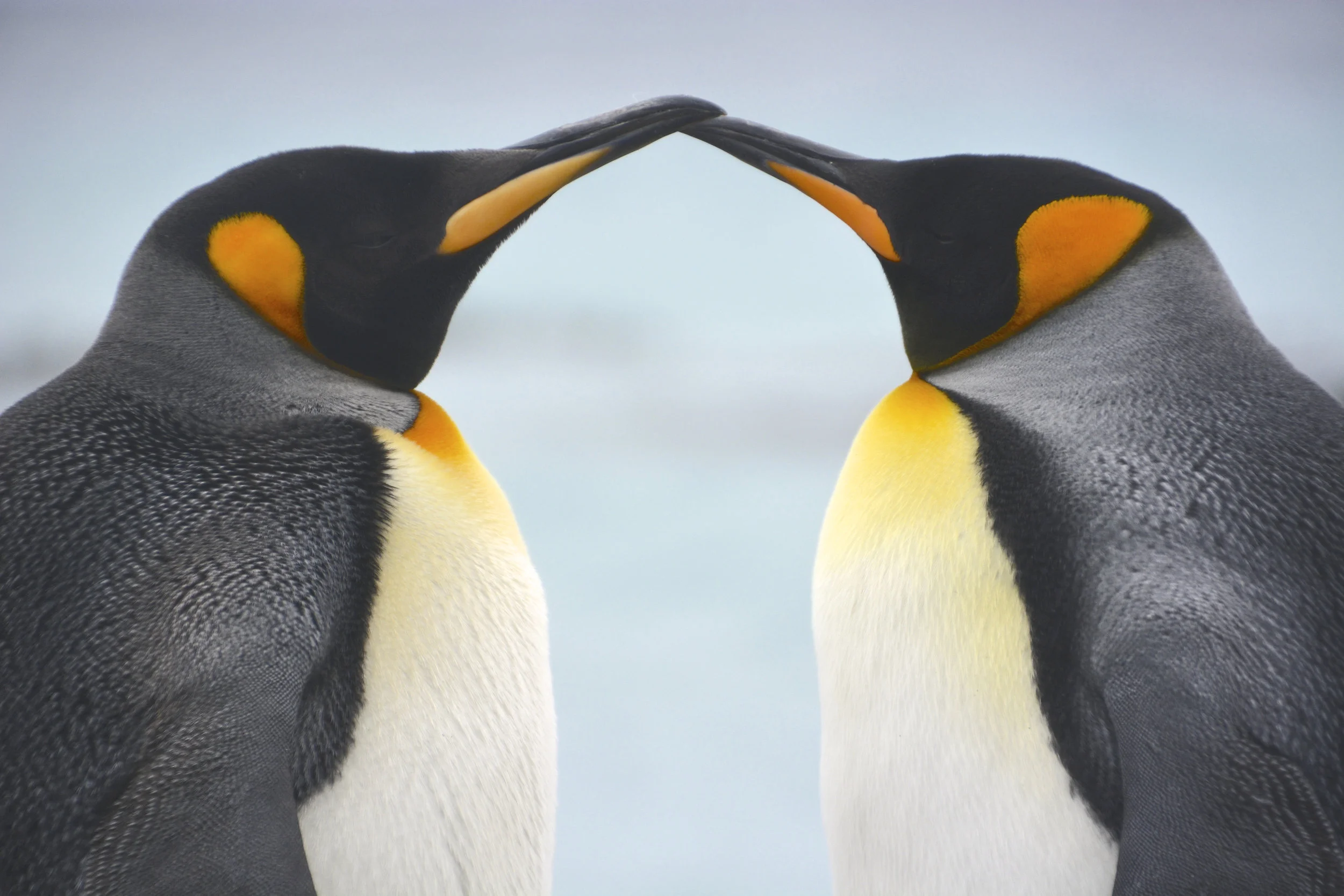 M007 - Bookend king penguins at Gadgets Gully - November 2013