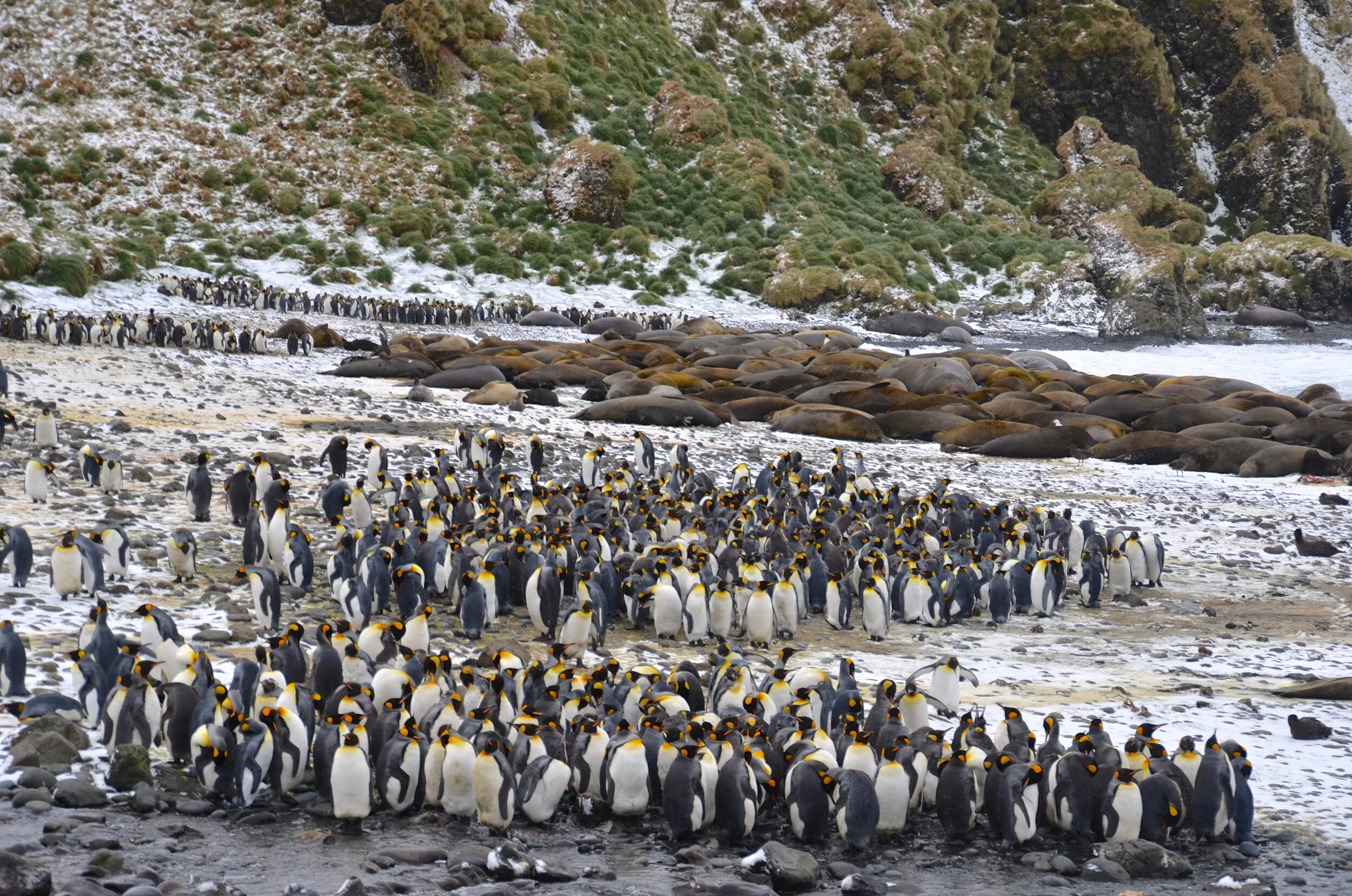M019 - Green Gorge king penguins and elephant seals - October 2013