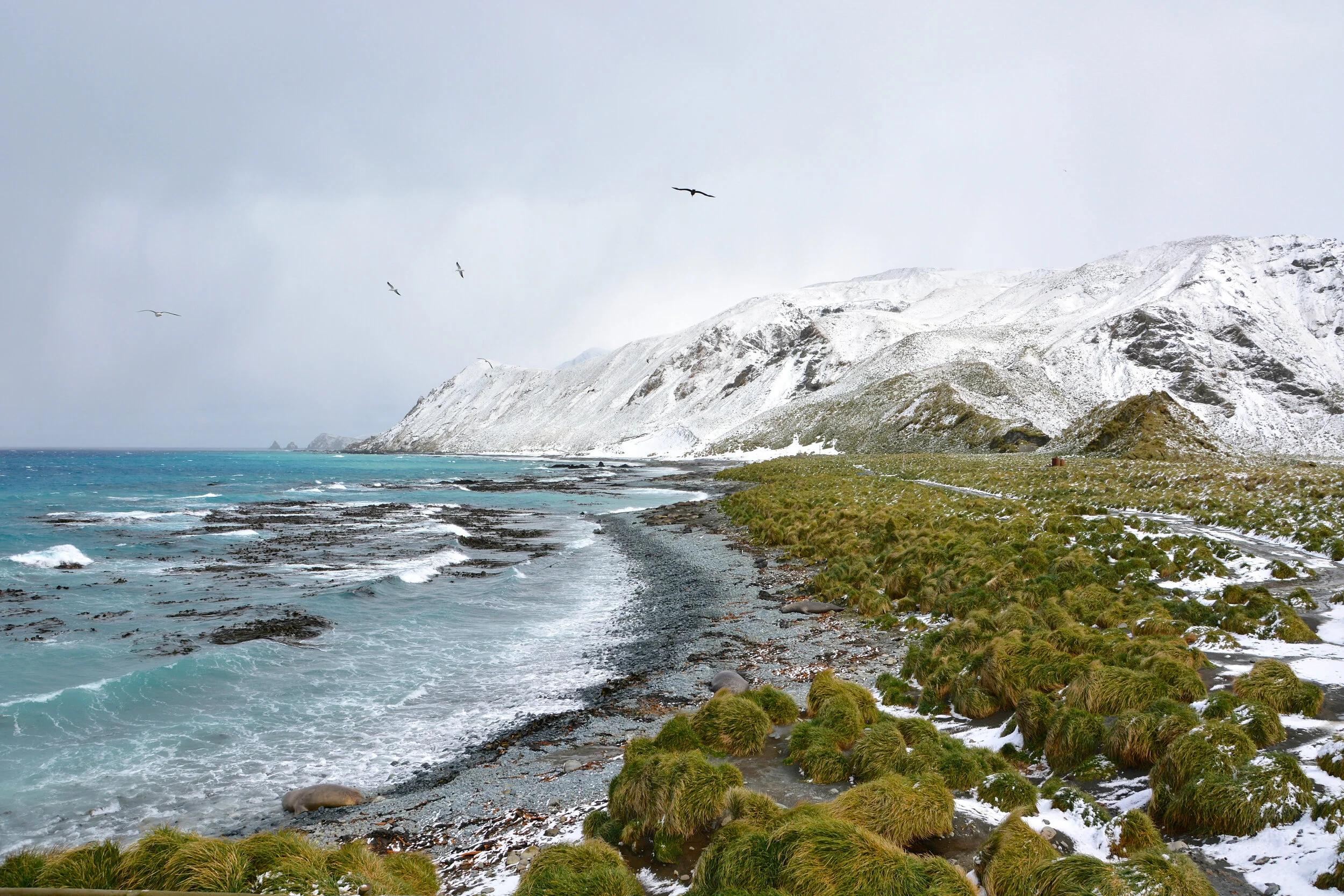 M020 - The wild east coast of Macquarie Island - October 2013