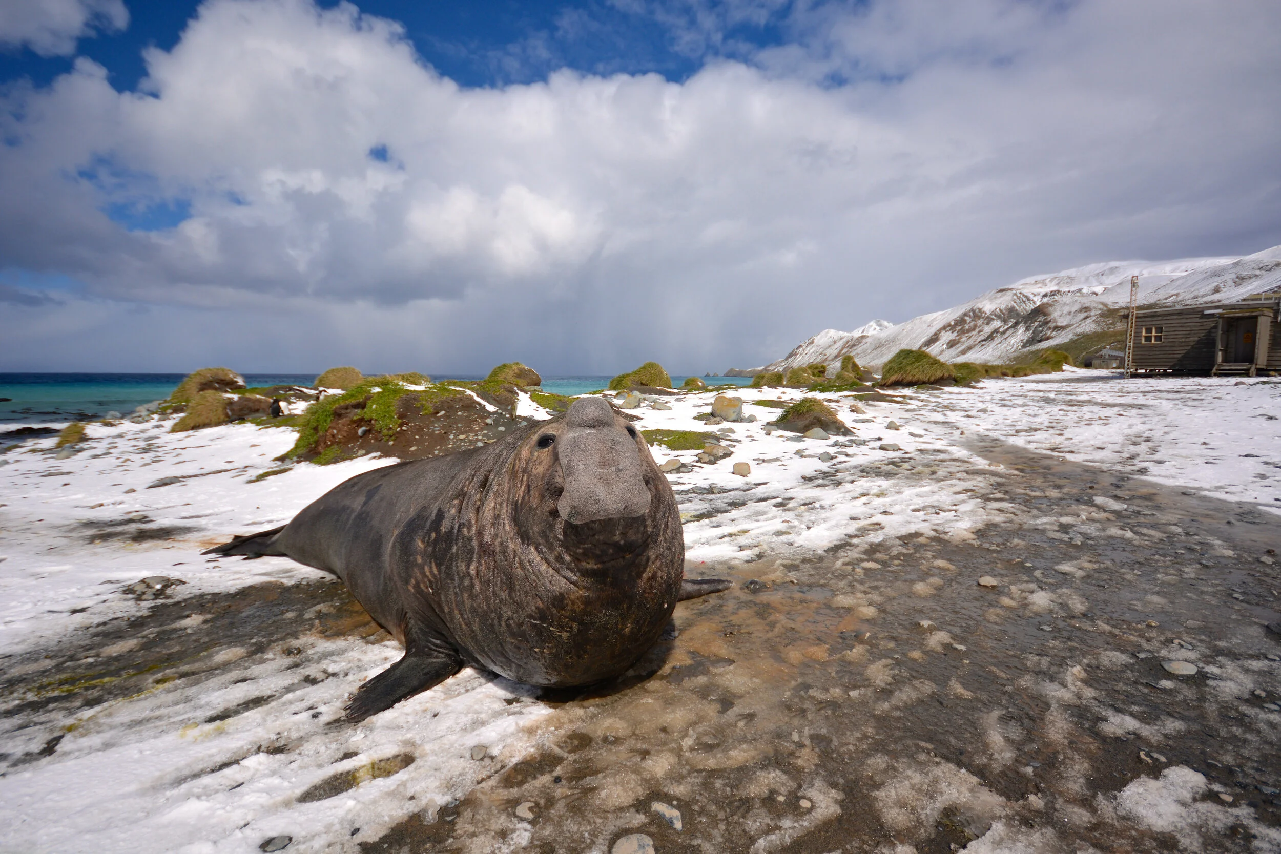 M022 - Large male elephant seal on the Isthmus - October 2013