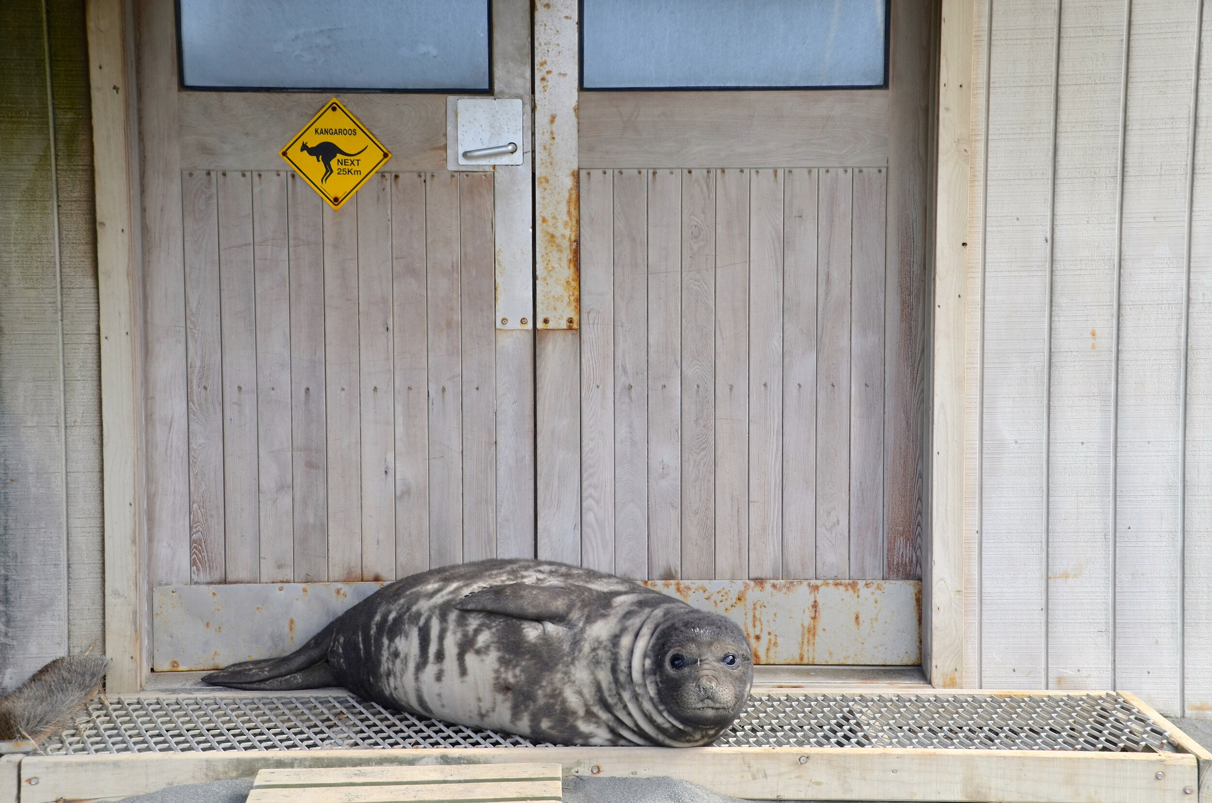 M024 - Looking out for kangaroos - October 2013