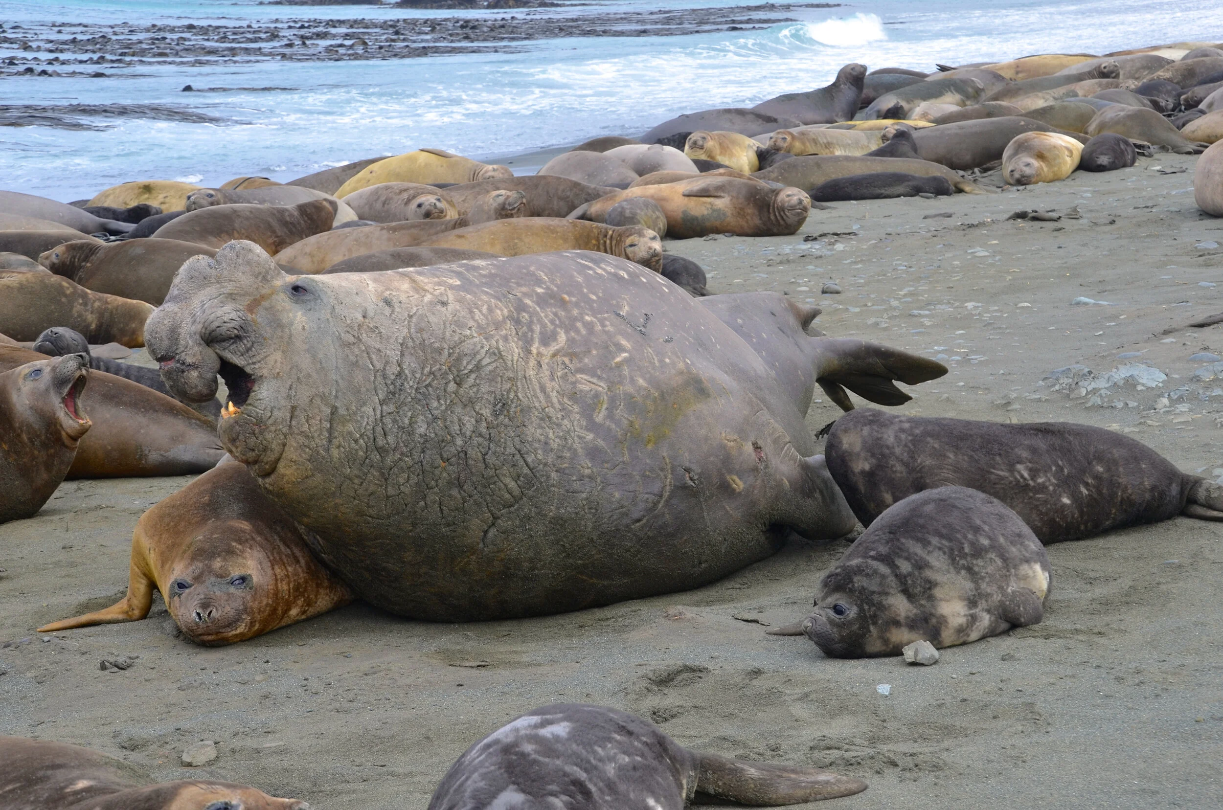 M025 - Beach master of the large elephant seal harem on the western side of the Isthmus - October 2013
