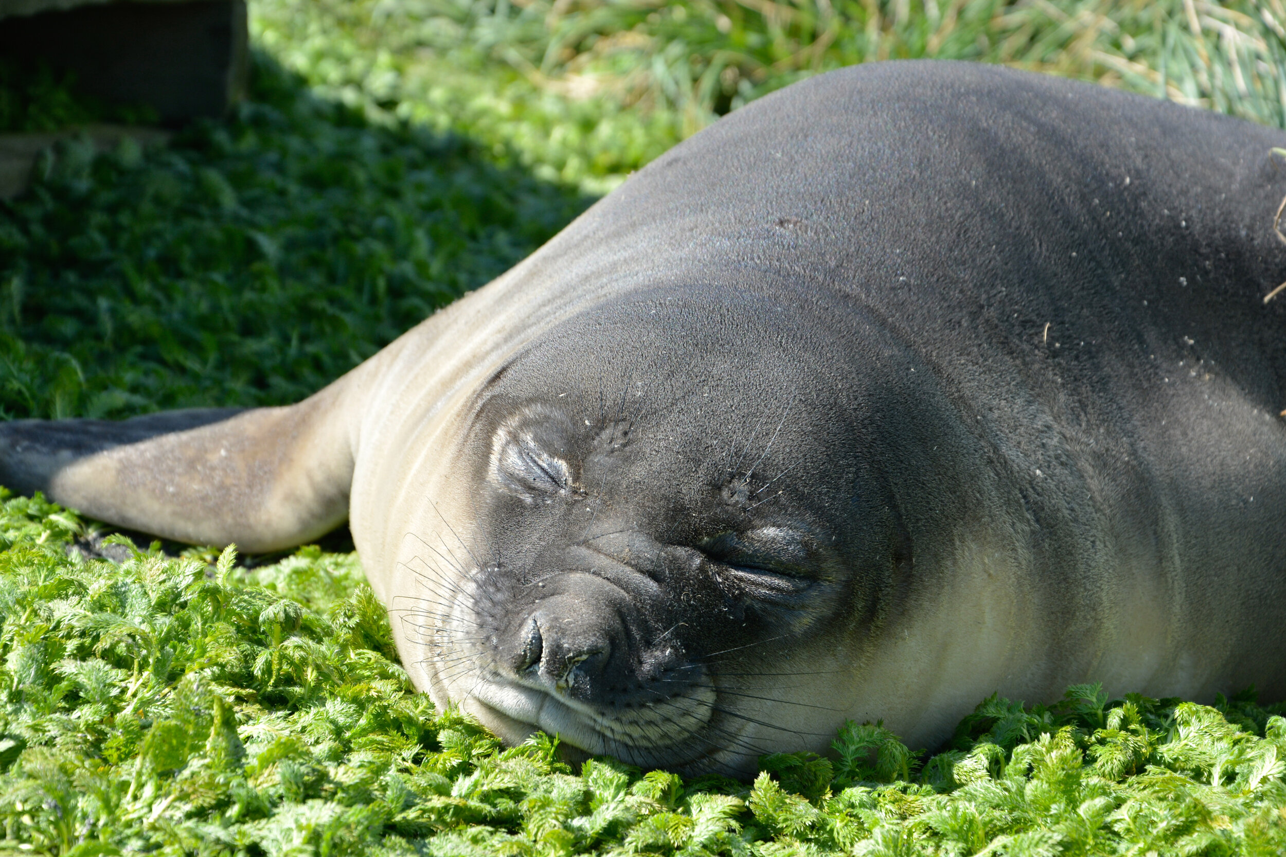 M029 - A young elephant seal lies on a type of buzzy plant (Acaena magellanica) near the Clean Air Laboratory on the west side of the Isthmus - November 2013