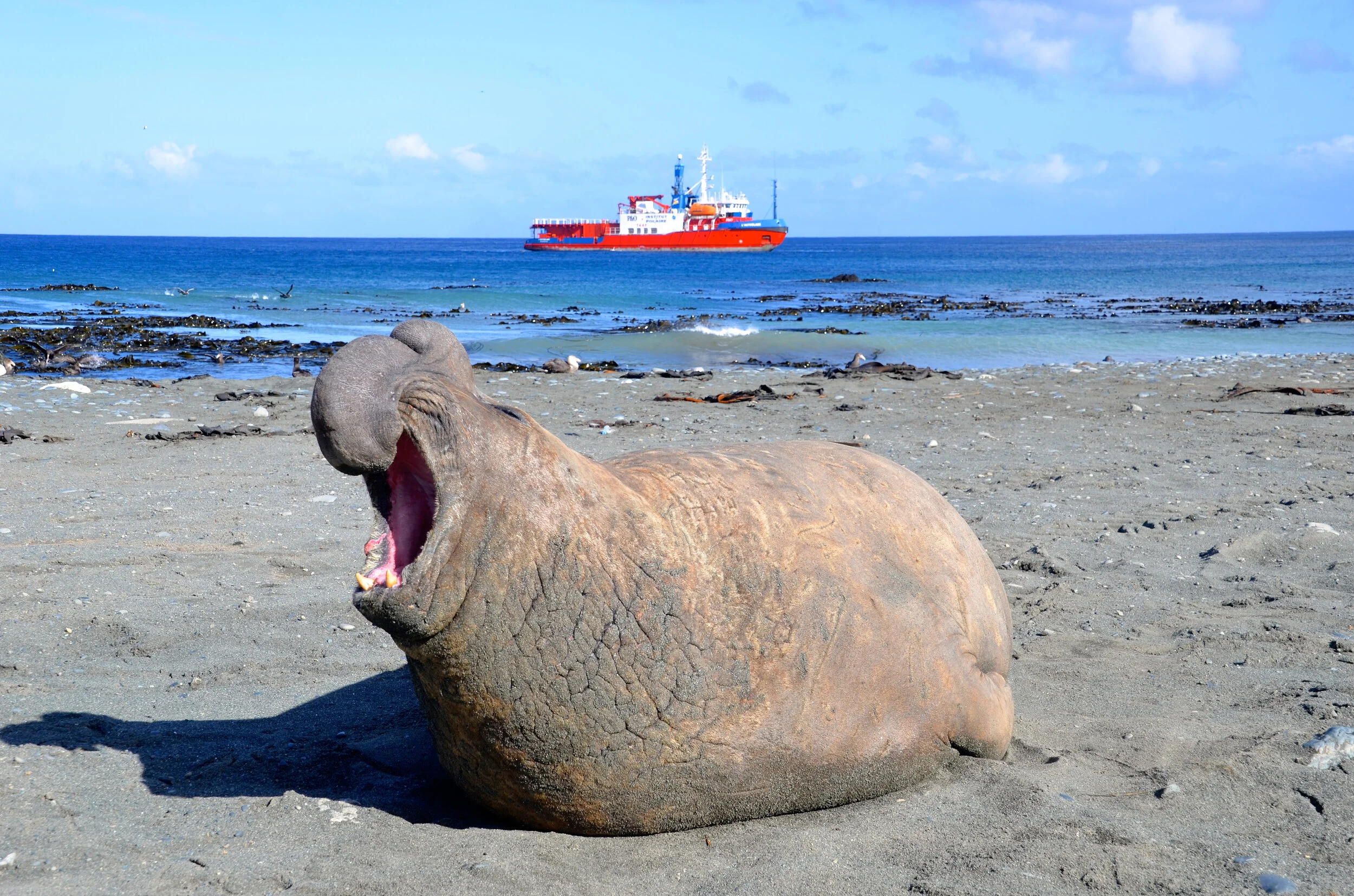 M031 - On the beach on the east side of the Isthmus a huge male elephants seal heralds the arrival of the L'Astrolabe - October 2013