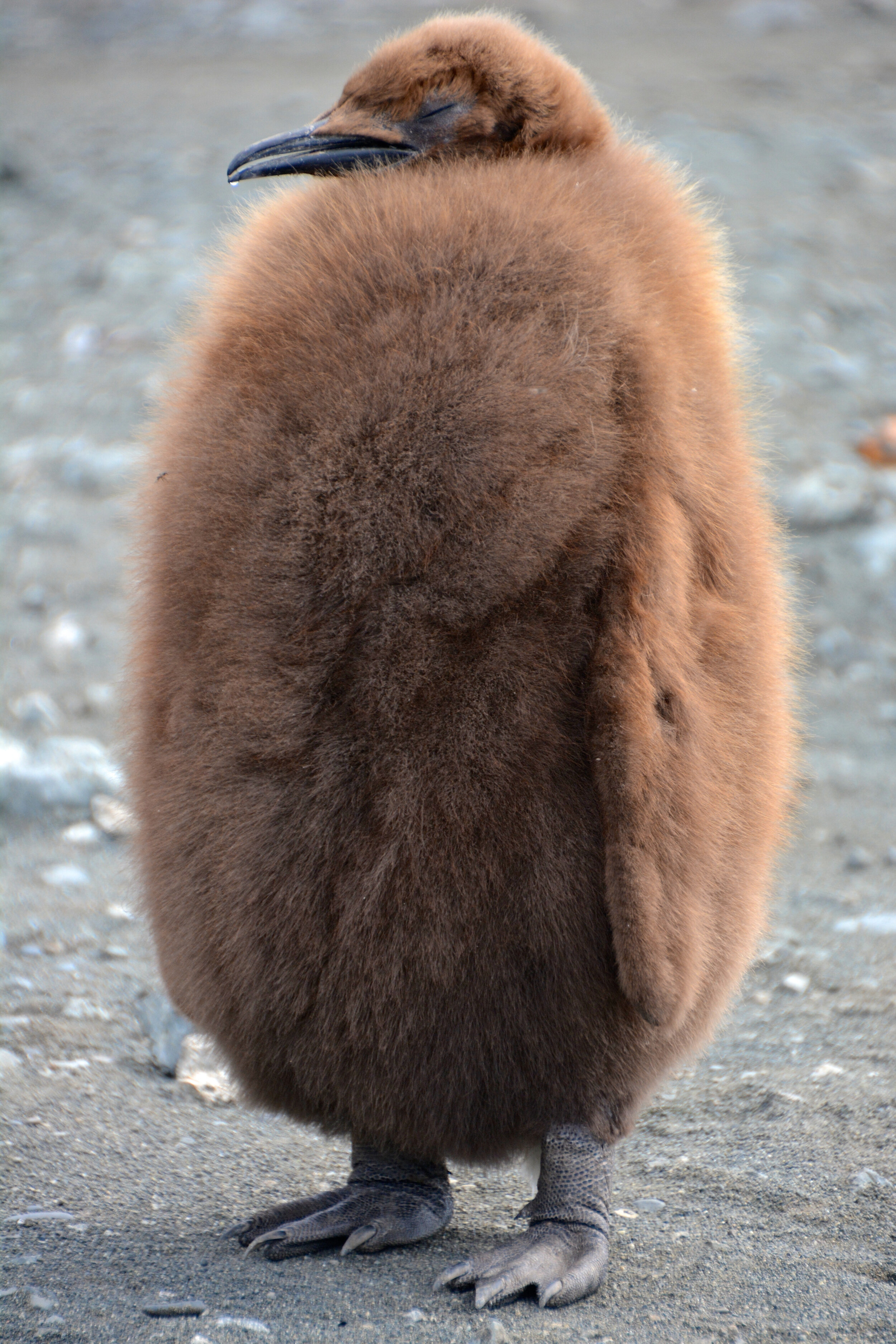 M033 - Its a tough life for a king penguin chick - near Gadgets Gully - November 2013