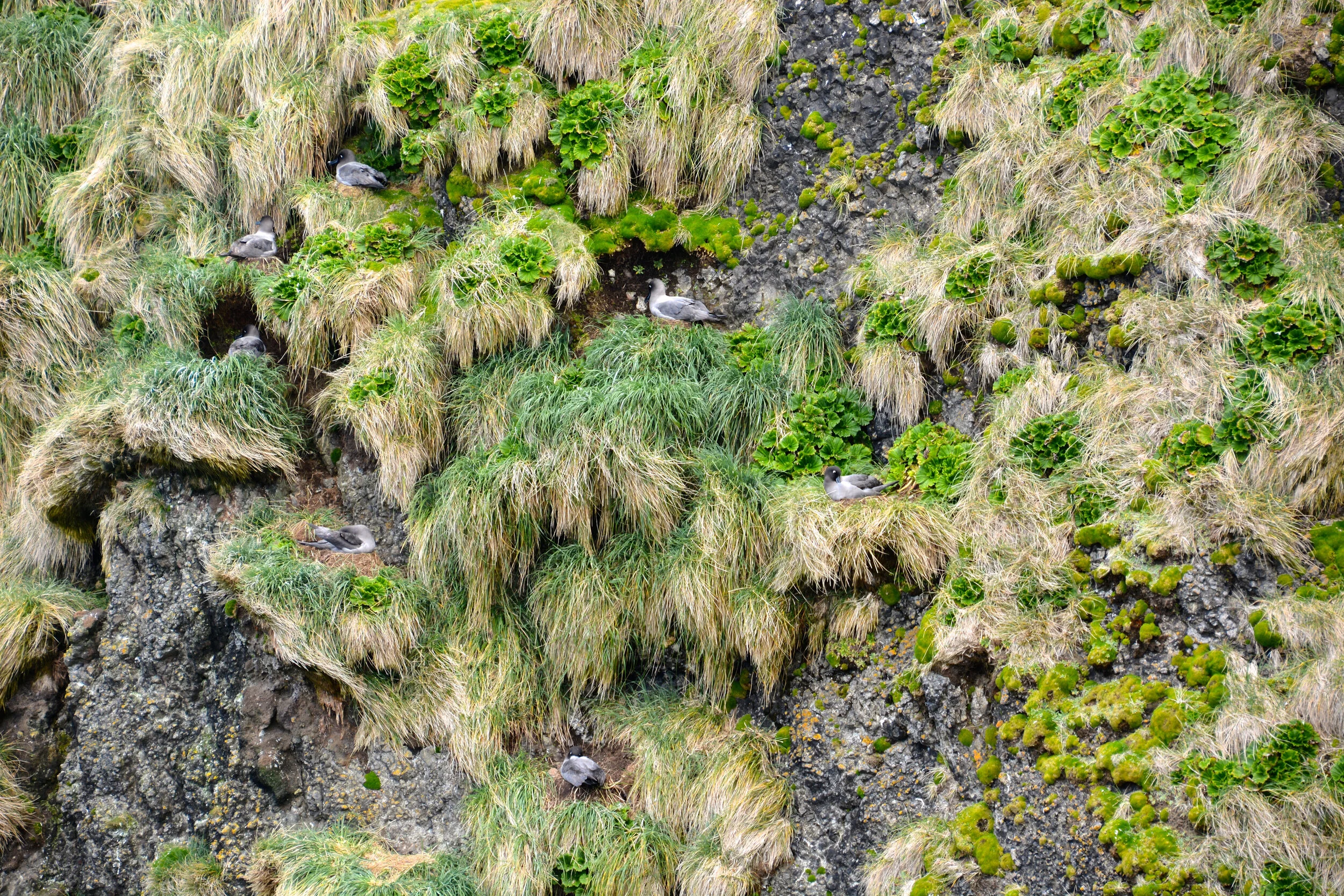 M035 - Light mantled sooty albatross nesting on the steep cliffs on the eastern side of North Head - November 2013