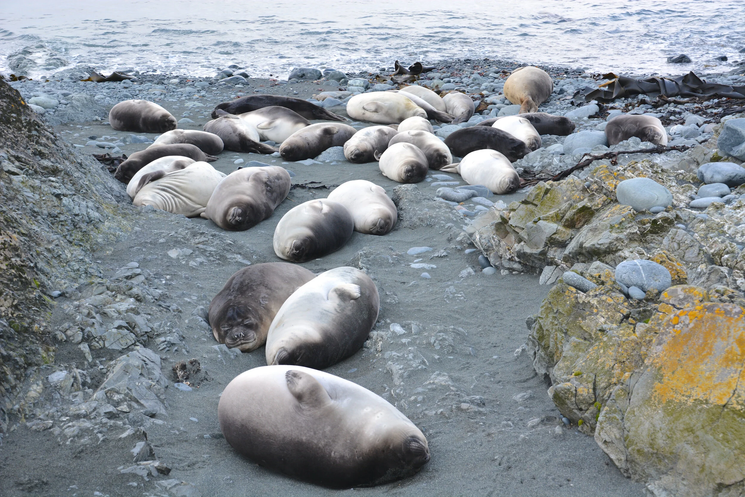 M037 - Elephant seal weaners on the eastern side of the Isthmus - November 2013 
