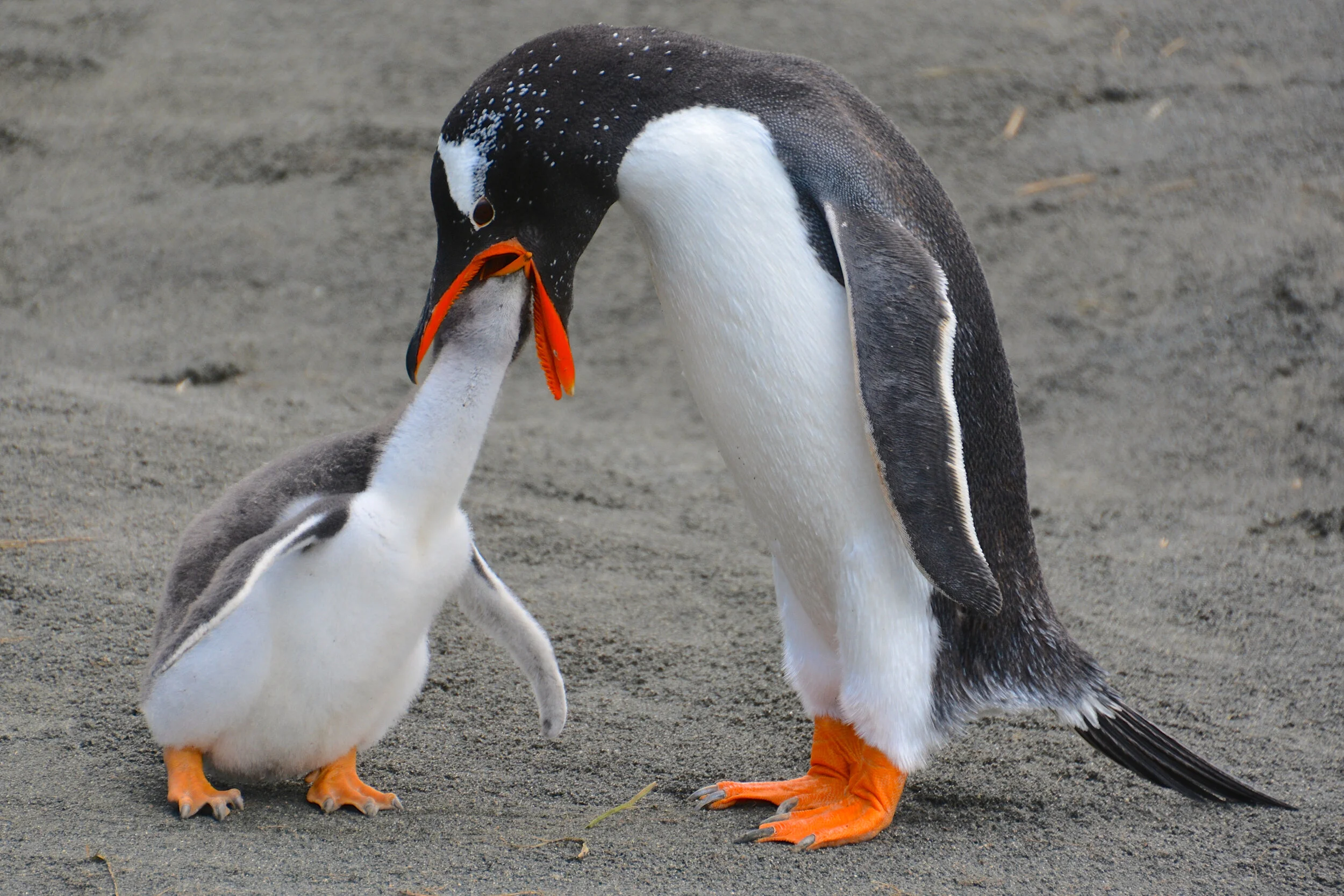 M040 - After the gentoo chick touches the parents beak the parent responds by regurgitating food into the chicks open mouth - November 2013