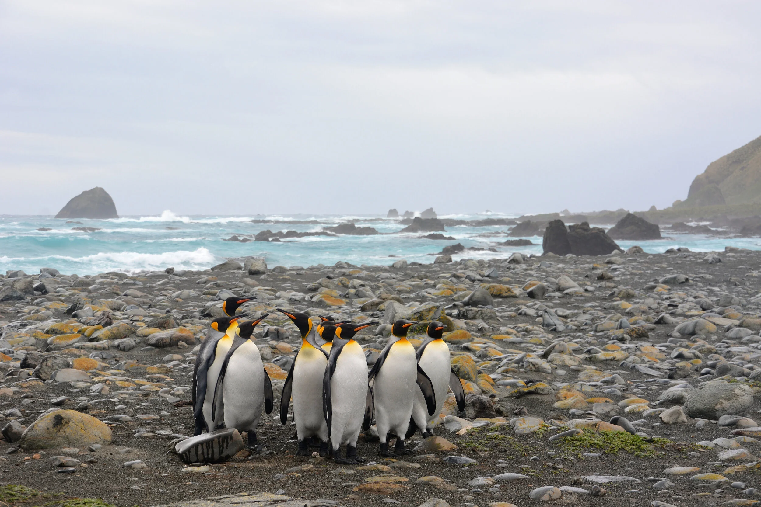 M041 - King penguins huddle on the eastern beach of the Isthmus - November 2013