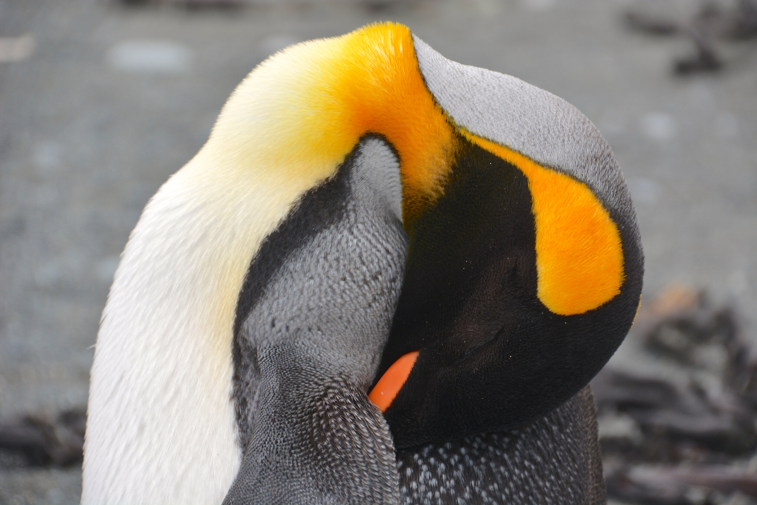 M043 - Vivid coloured feathers of a sleeping king penguin - November 2013