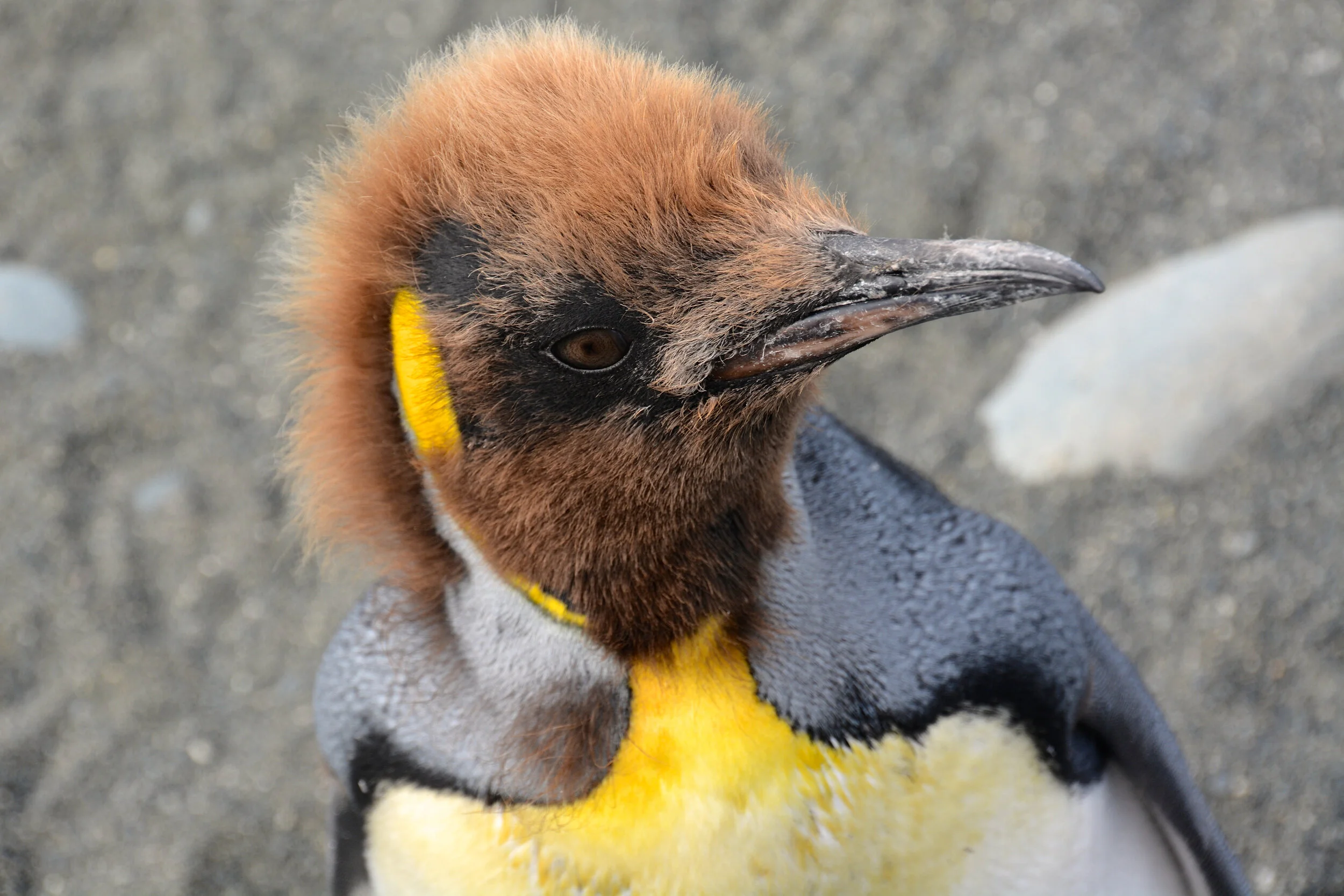 M044 - A king penguin loosing the last of it's downey feathers to become a young adult - November 2013