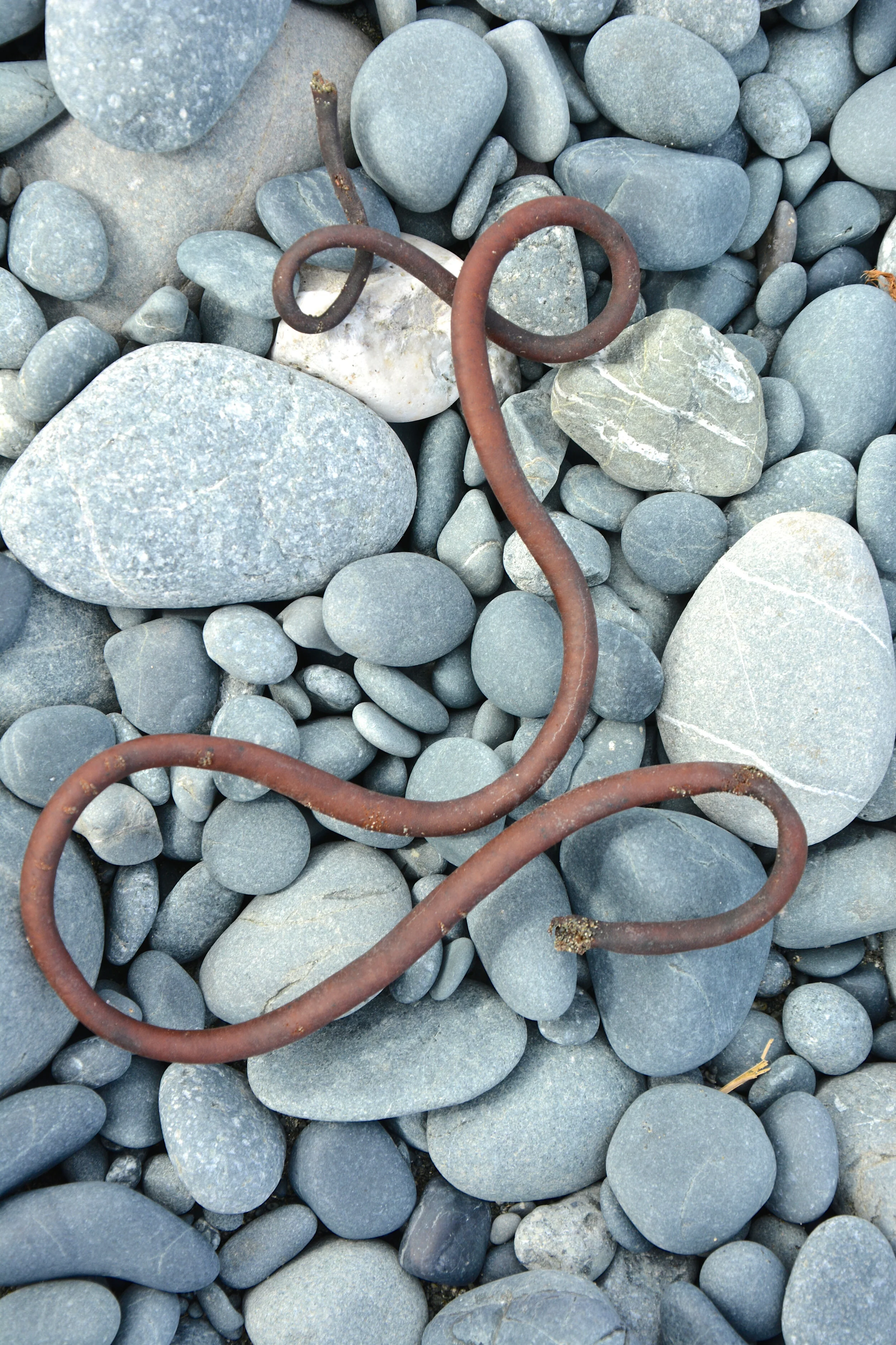 M045 - Dried kelp on the pebbly beach on the east coast - November 2013