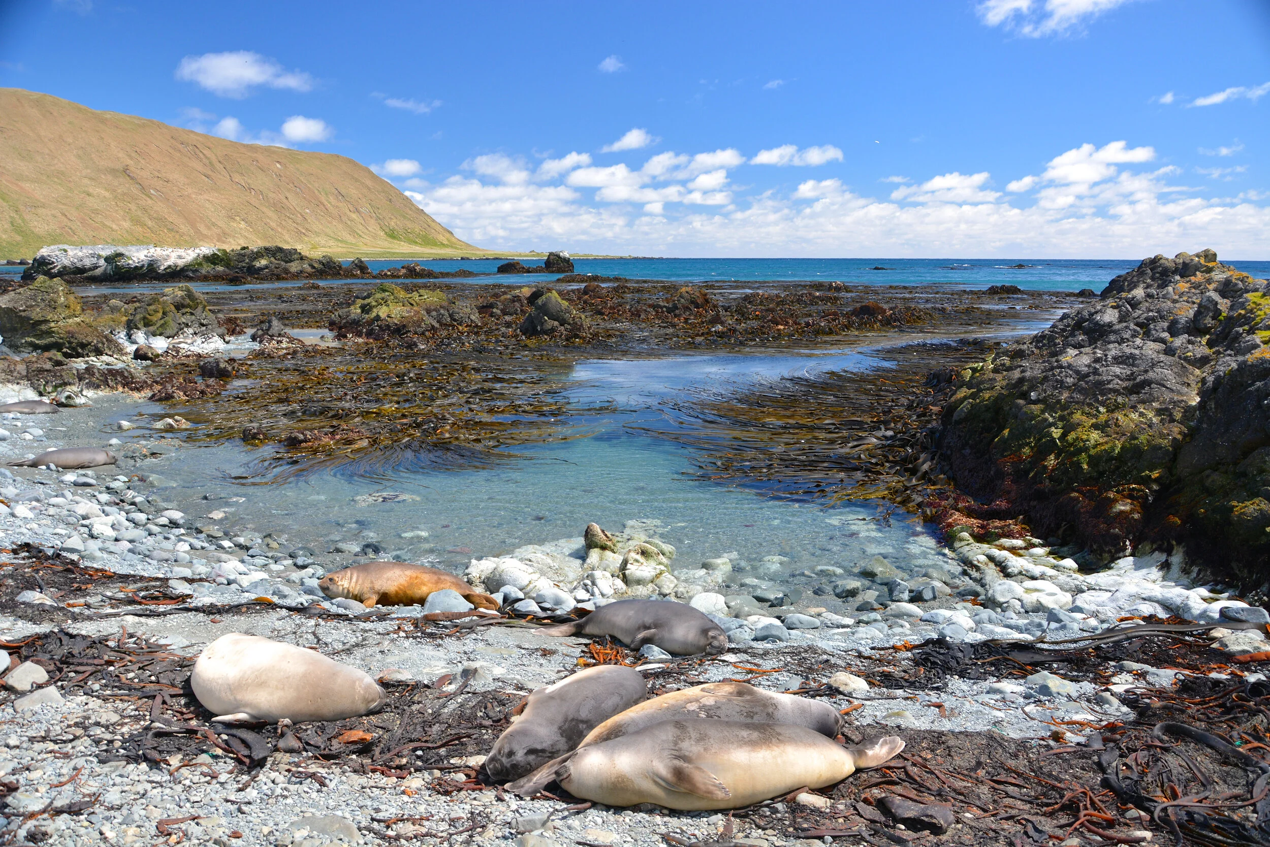 M048 - Elephant seal weaner pups on the beach near Cosray Rocks on the eastern side of the Isthmus - November 2013