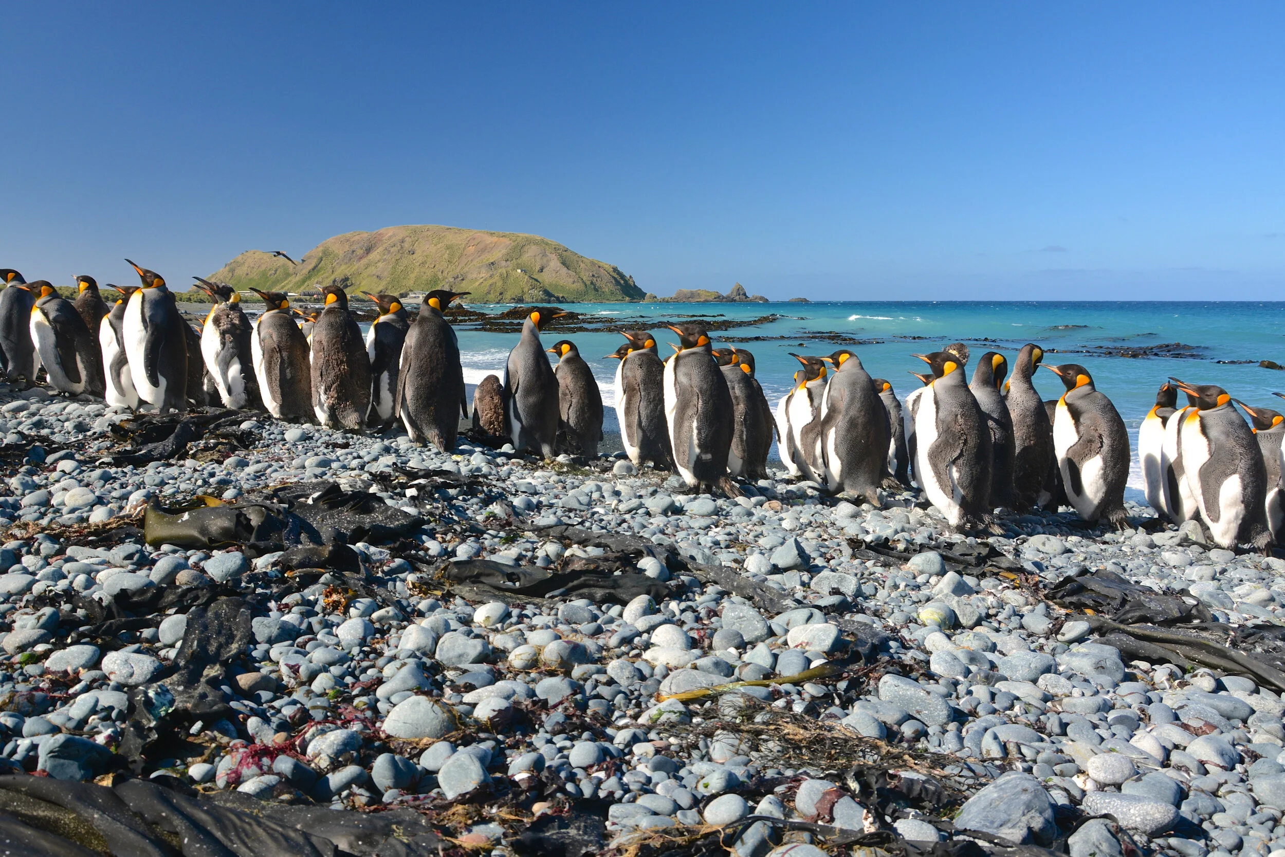 M052 - Young adult king penguins molting on the beach on the east coast near Tractor Rock, with North Head in the background - December 2013