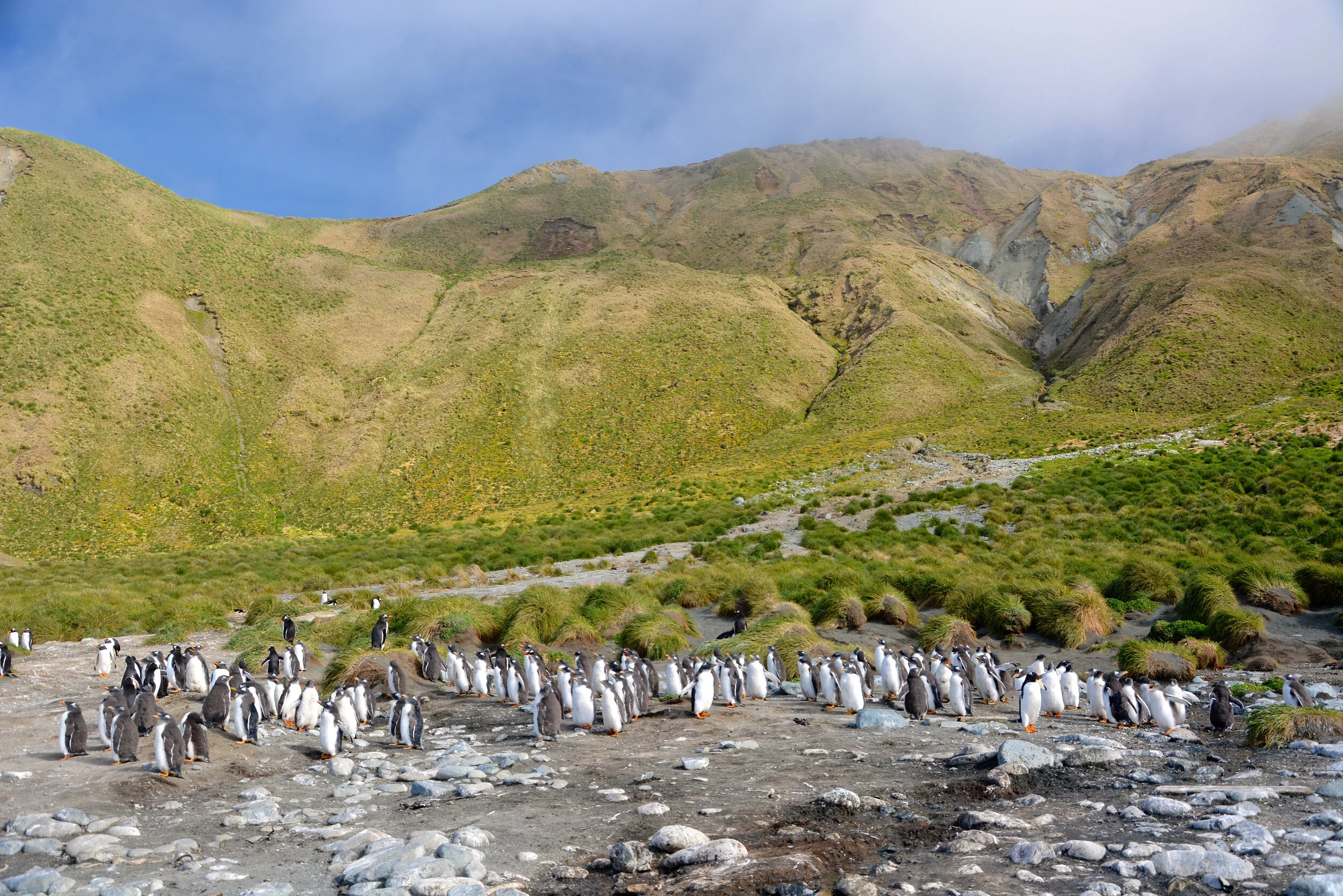 M053 - A gathering of gentoo penguins, mostly young adults on West Beach in front of the escarpment - December 2013