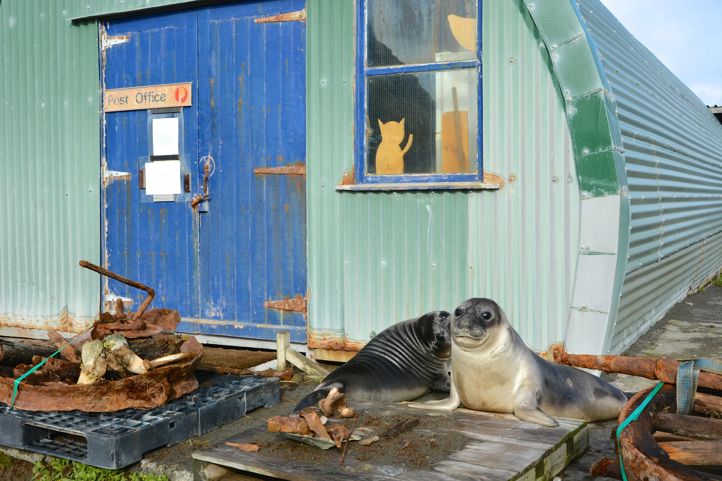 M055 - A couple of newly weened elephant seal pups hanging around one of the historic Nissan huts on the station - December 2013