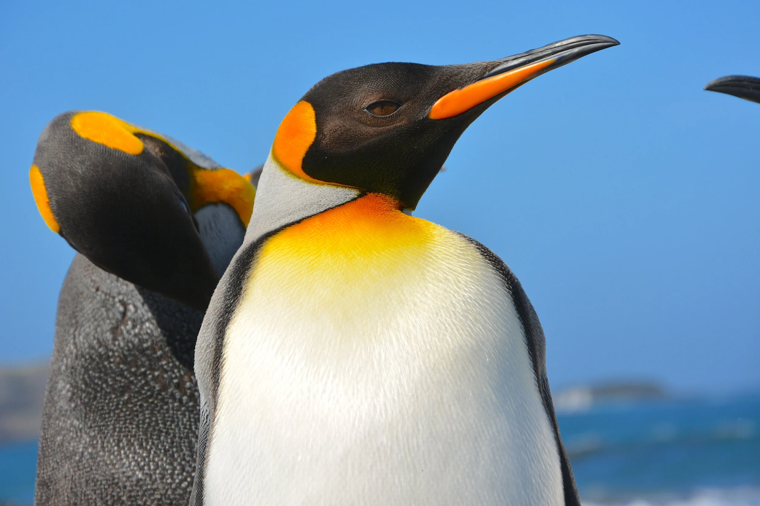 M058 - The amazing vivid colours of a king penguin on the beach near Gadgets Gully - December 2013