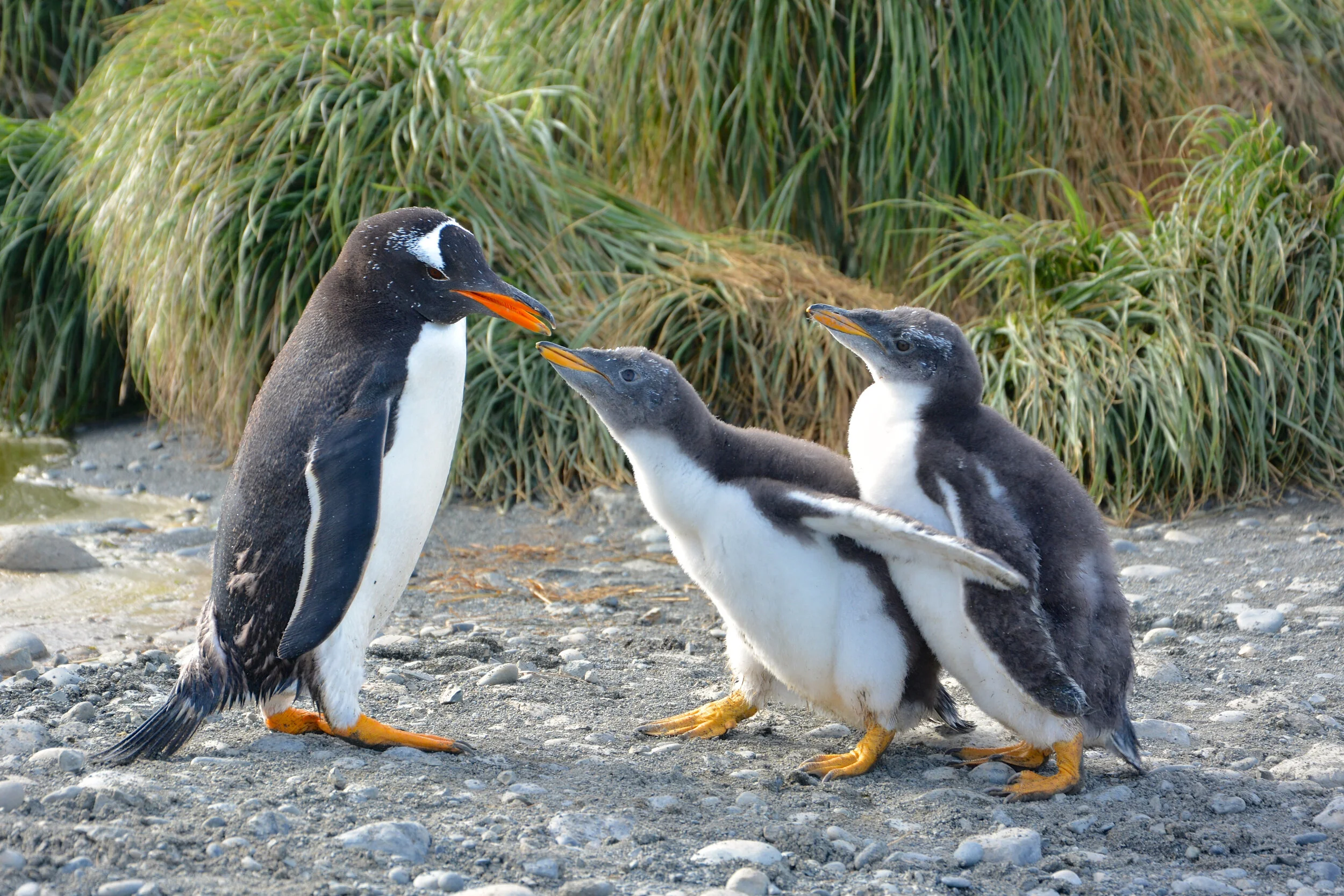 M059 - Gentoo parent with its two chicks - December 2013