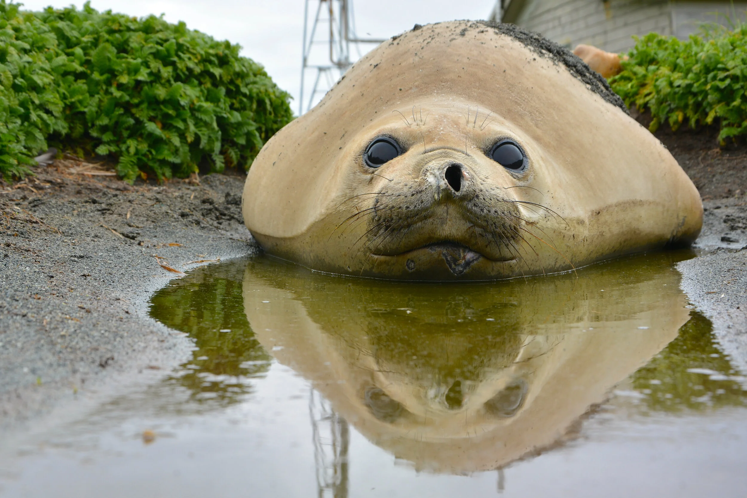 M063 - Adolescent male elephant seal on station  
