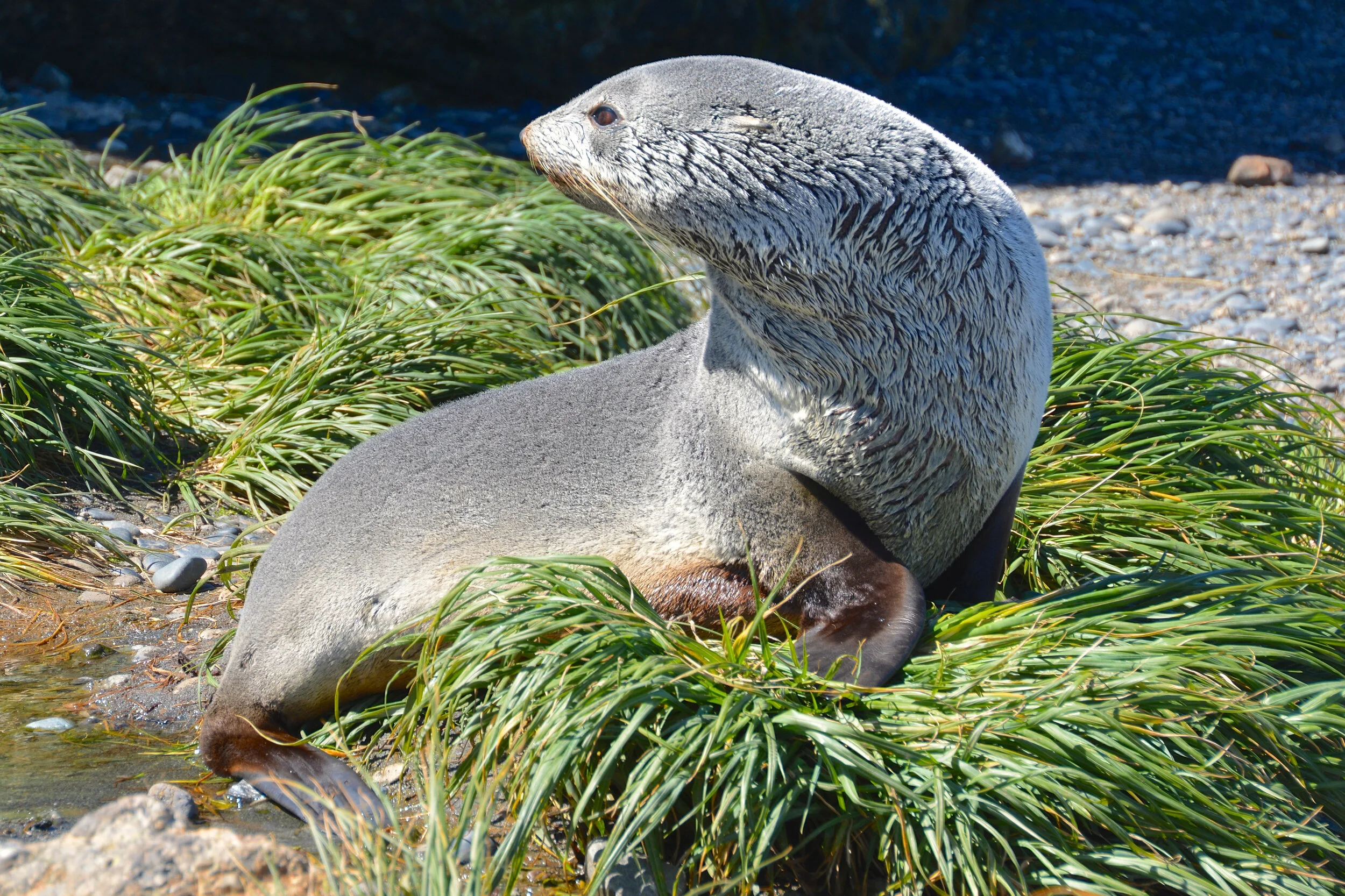 M064 - Young fur seal at Garden Cove
